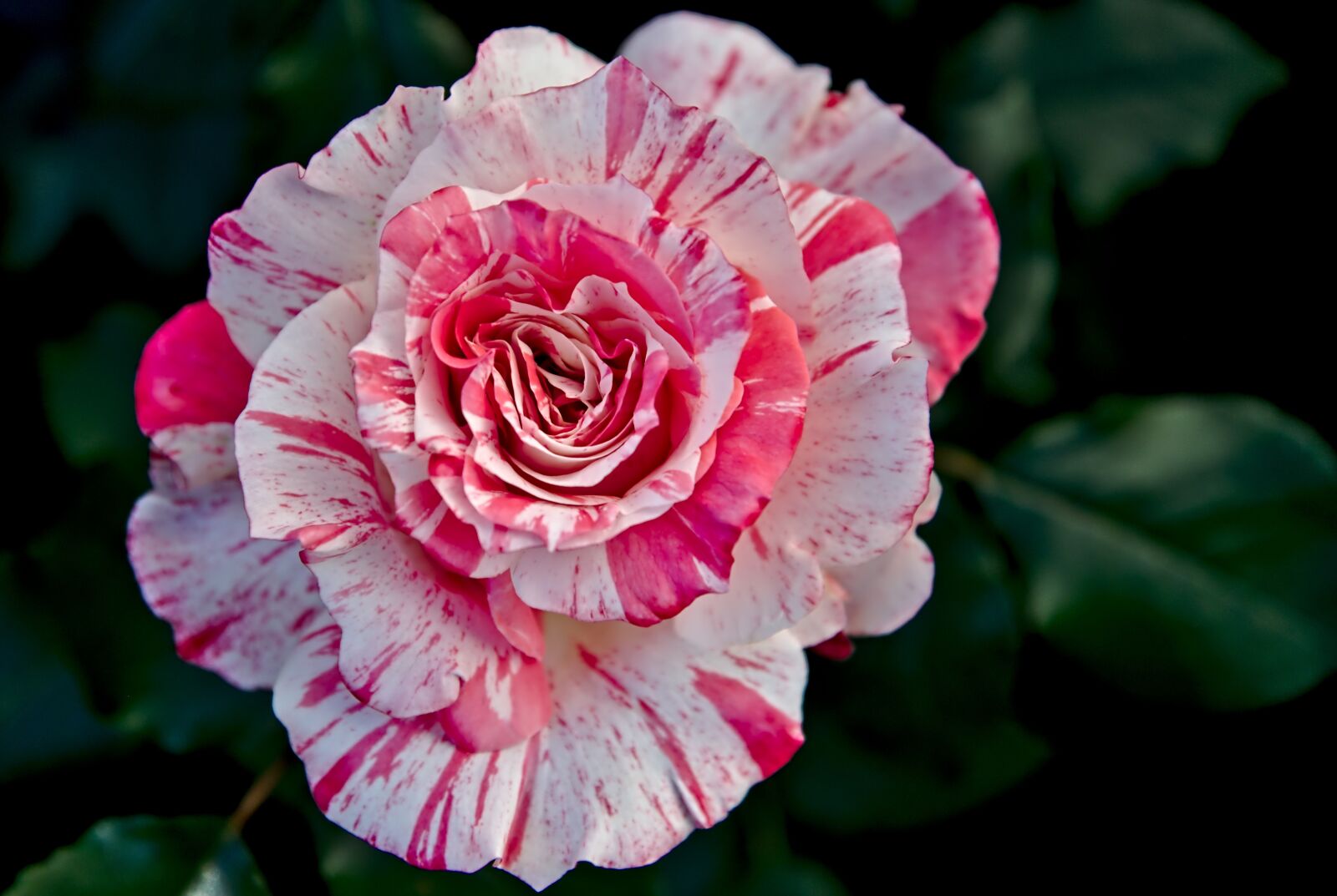 Nikon D750 sample photo. Rose, blossomed, bi color photography