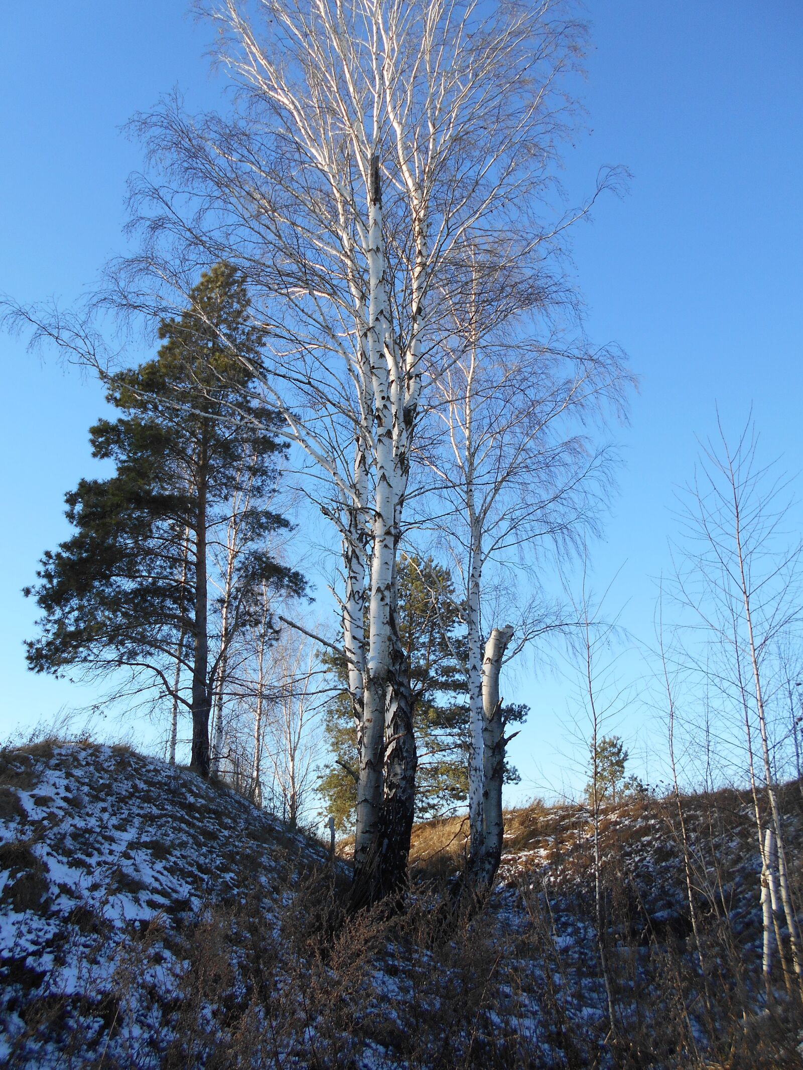 Nikon Coolpix A100 sample photo. Tree, birch, sky photography