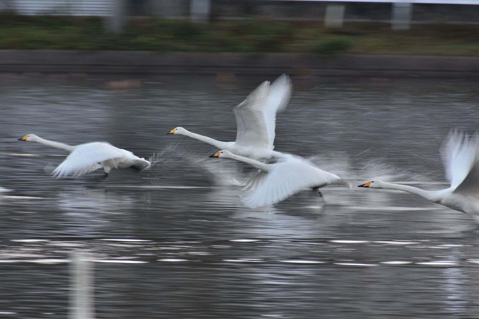 Nikon D7200 sample photo. Animal, lake, waterside photography