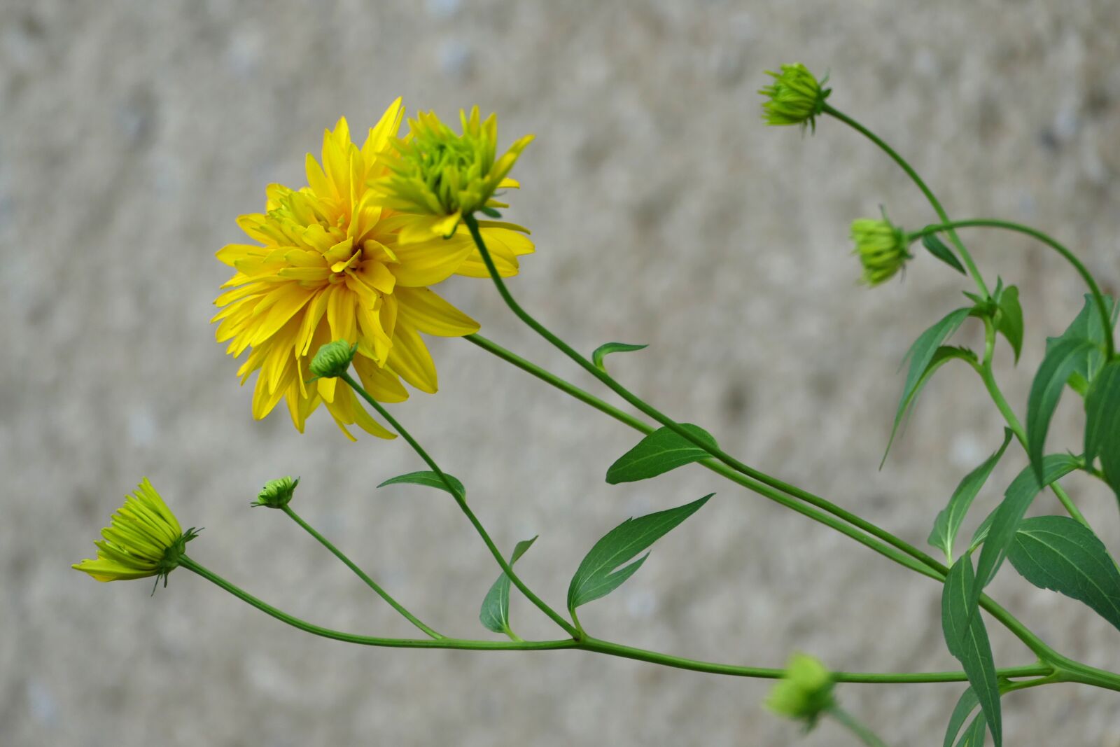 Panasonic Lumix DMC-FZ1000 sample photo. Flower, yellow, summer photography