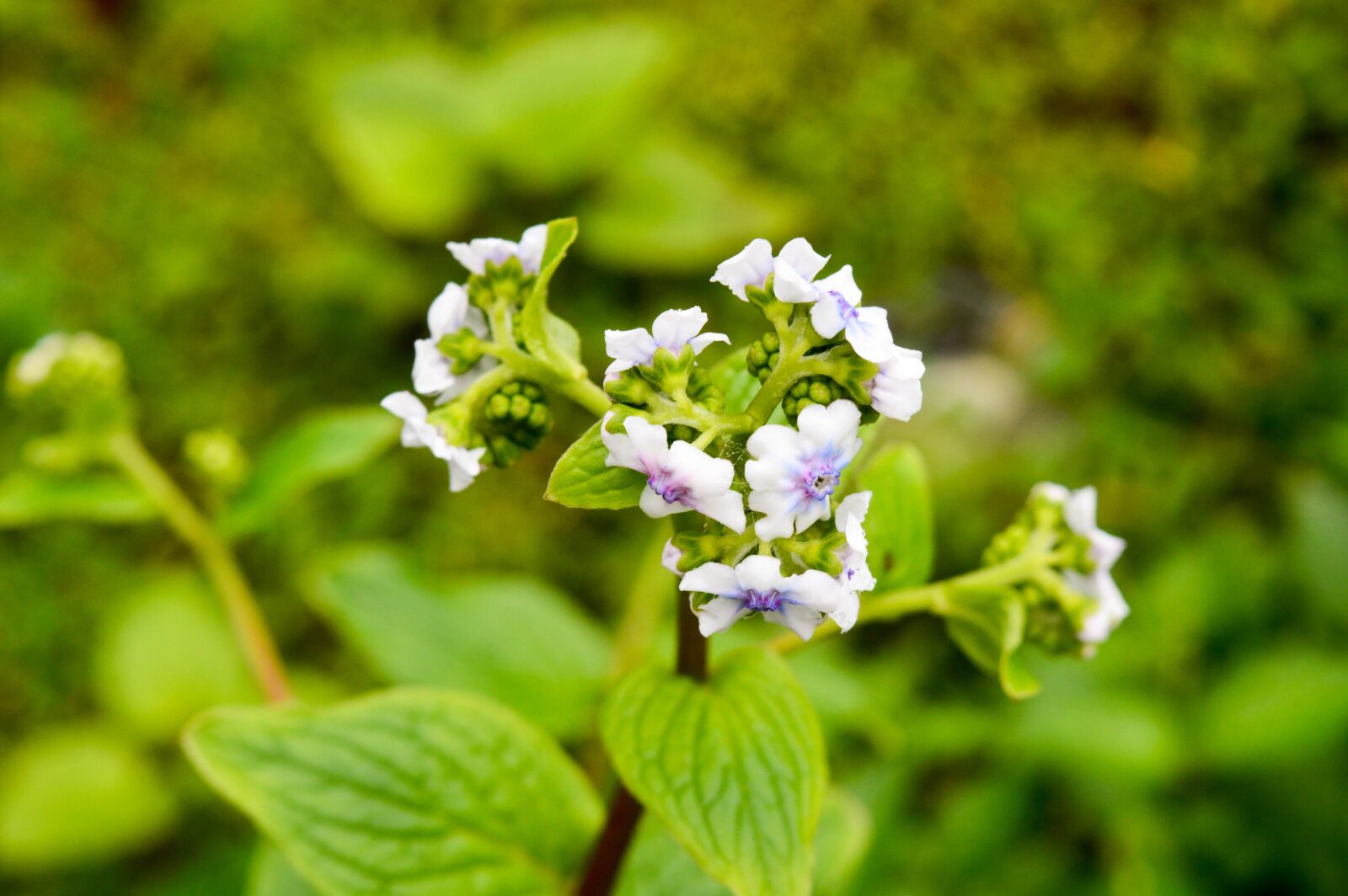 Nikon D3200 sample photo. Wonderful flower found in photography