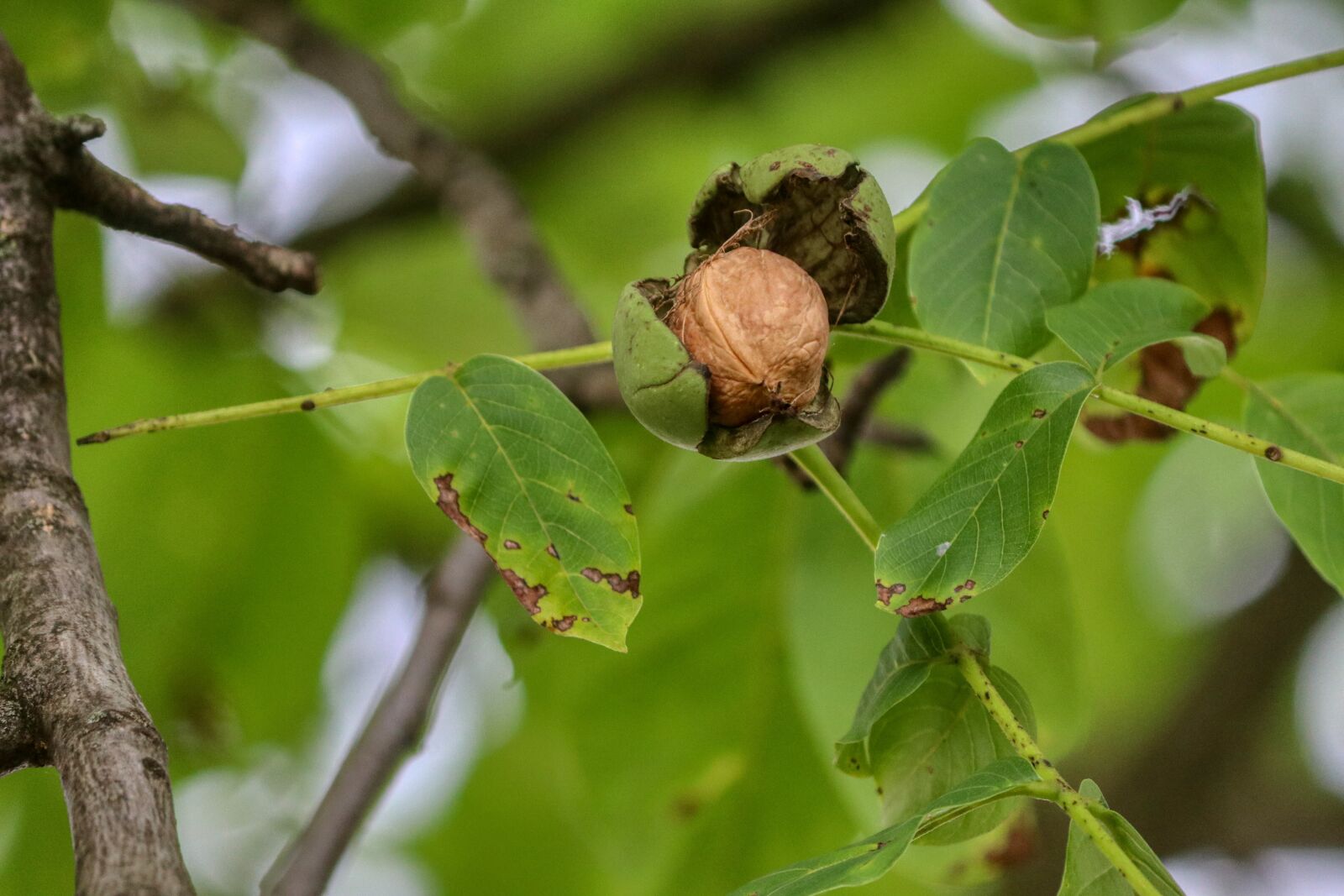Canon EOS 80D sample photo. Nut, walnut, vegetarian photography