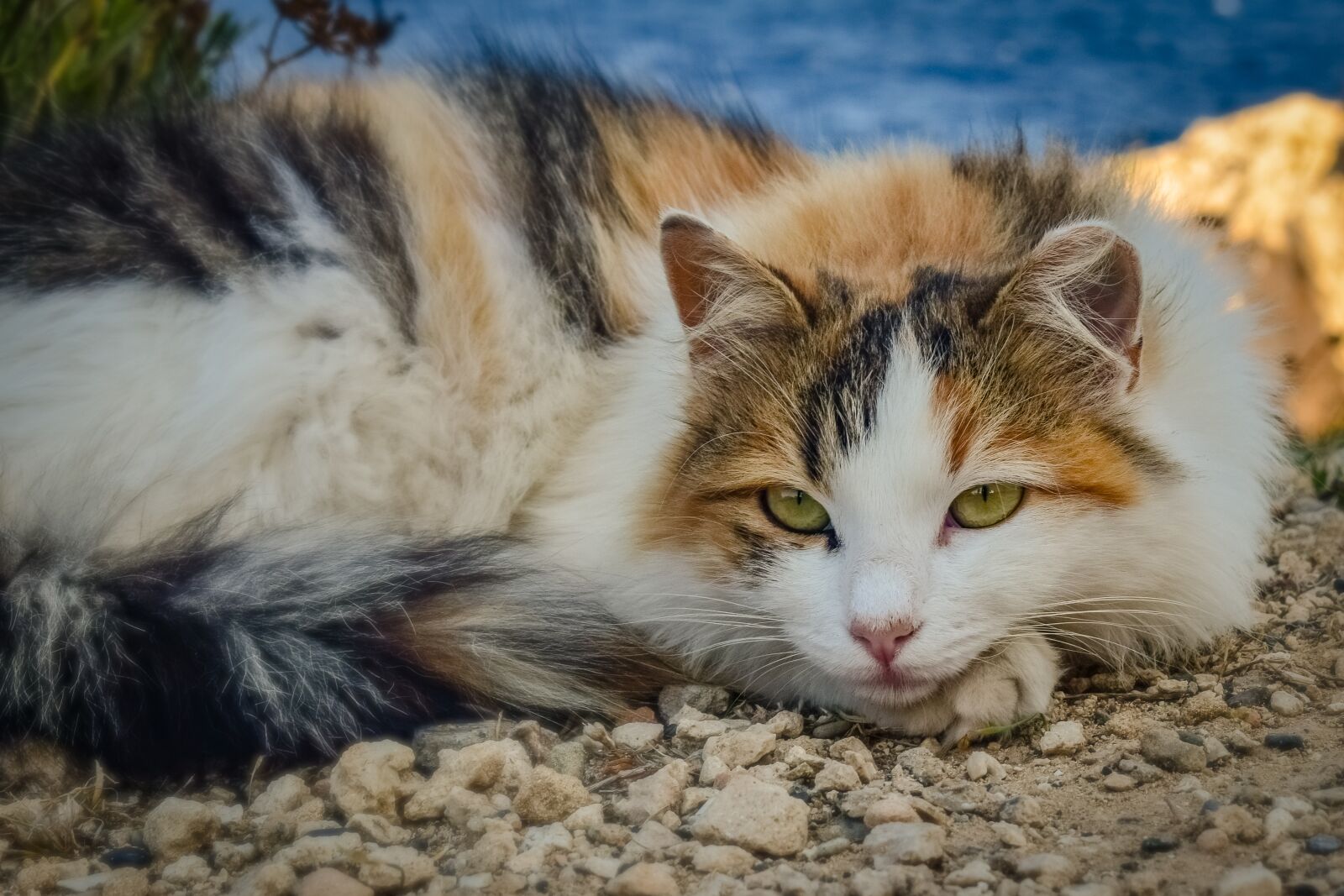 Nikon D3300 sample photo. Cat, stray, animal photography