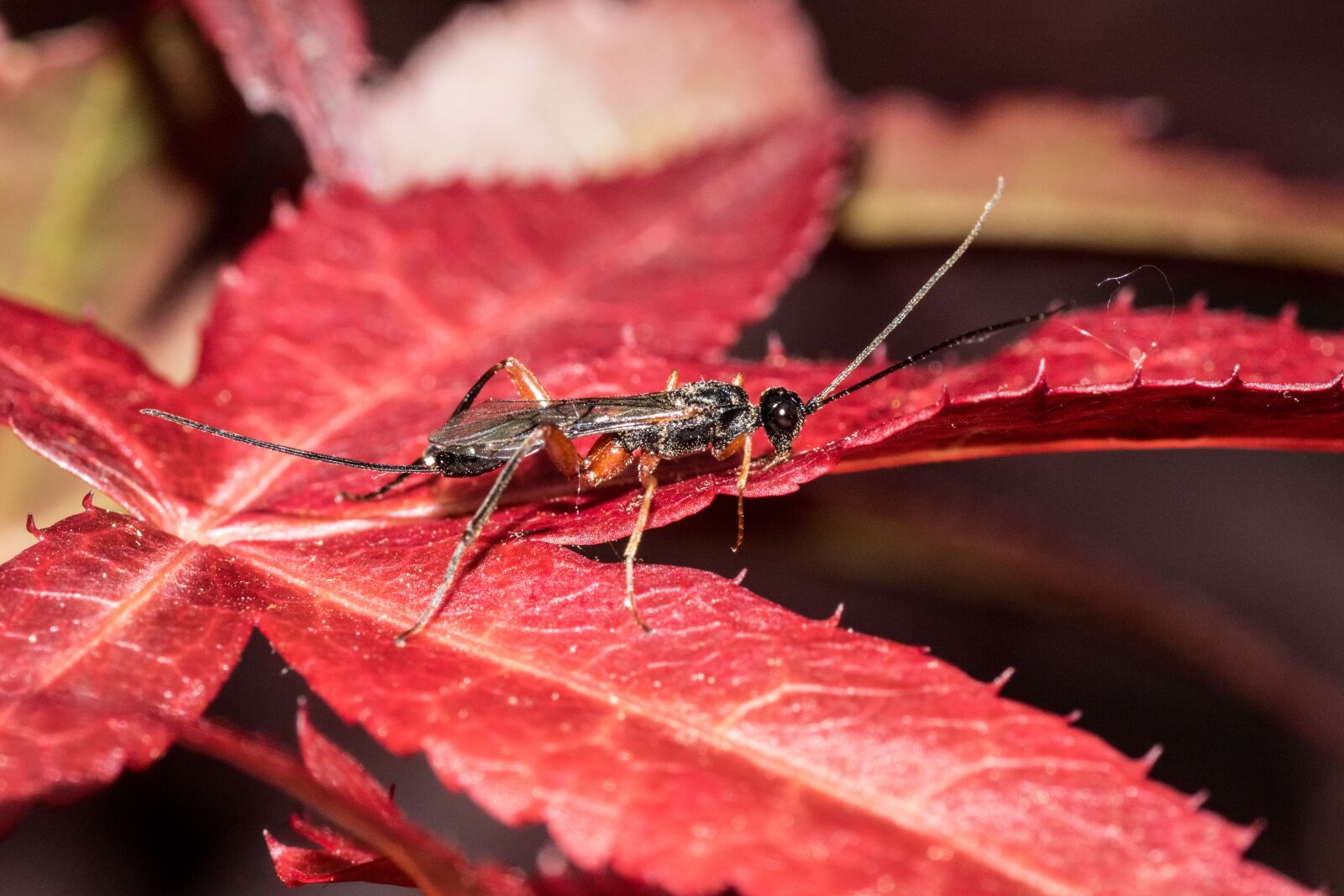 Canon EOS 7D Mark II sample photo. Do, macro, maple leaf photography