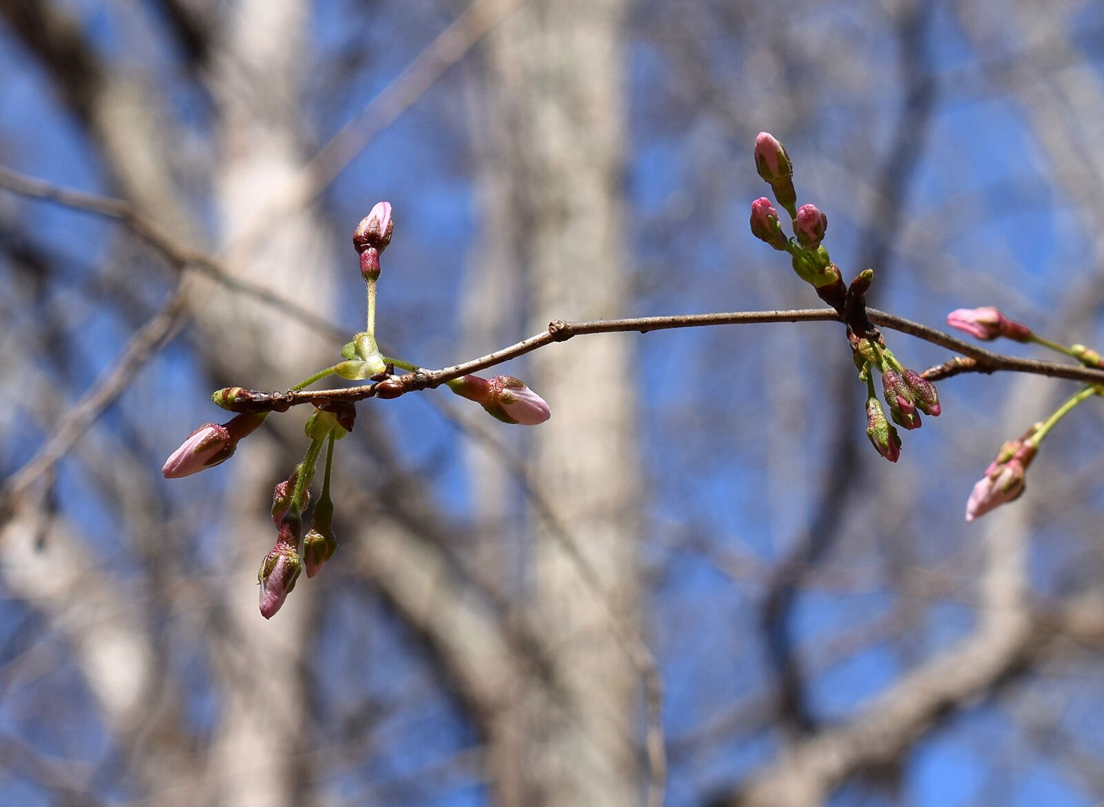 Nikon D3300 sample photo. Pink cherry buds, bud photography