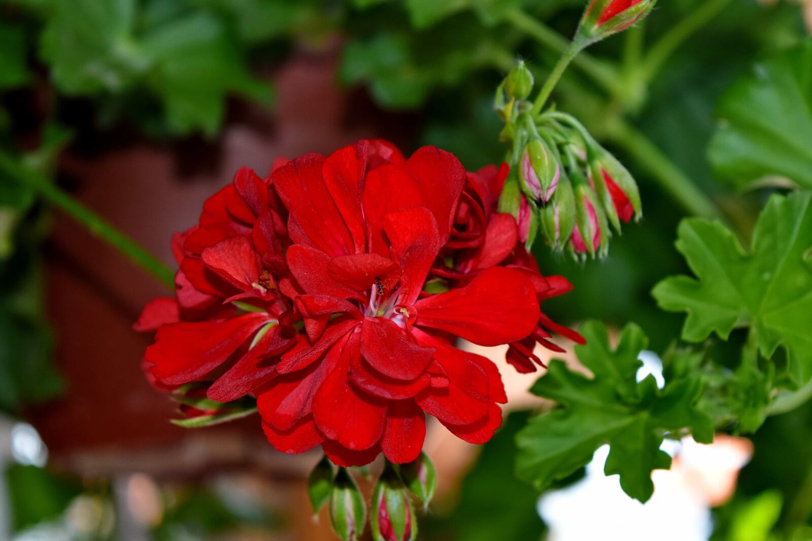 Nikon D5500 sample photo. Blossom, petal, flower, nature photography