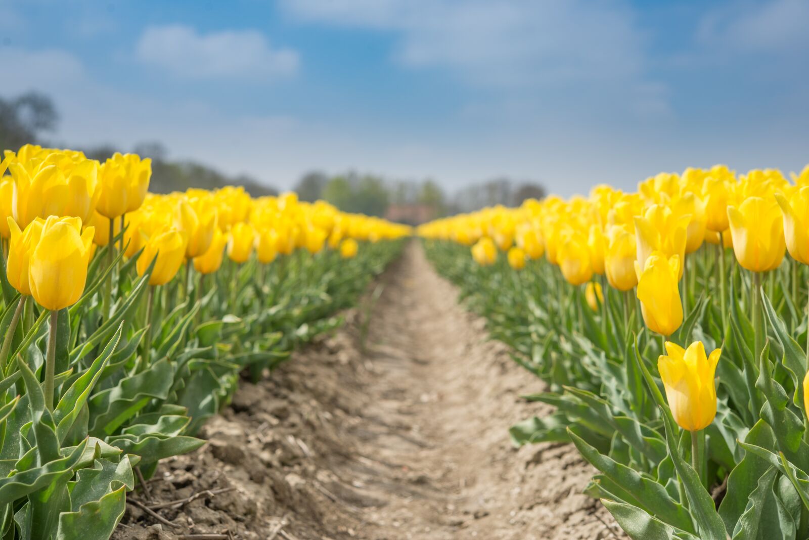 Nikon D600 sample photo. Yellow, tulips, fields photography
