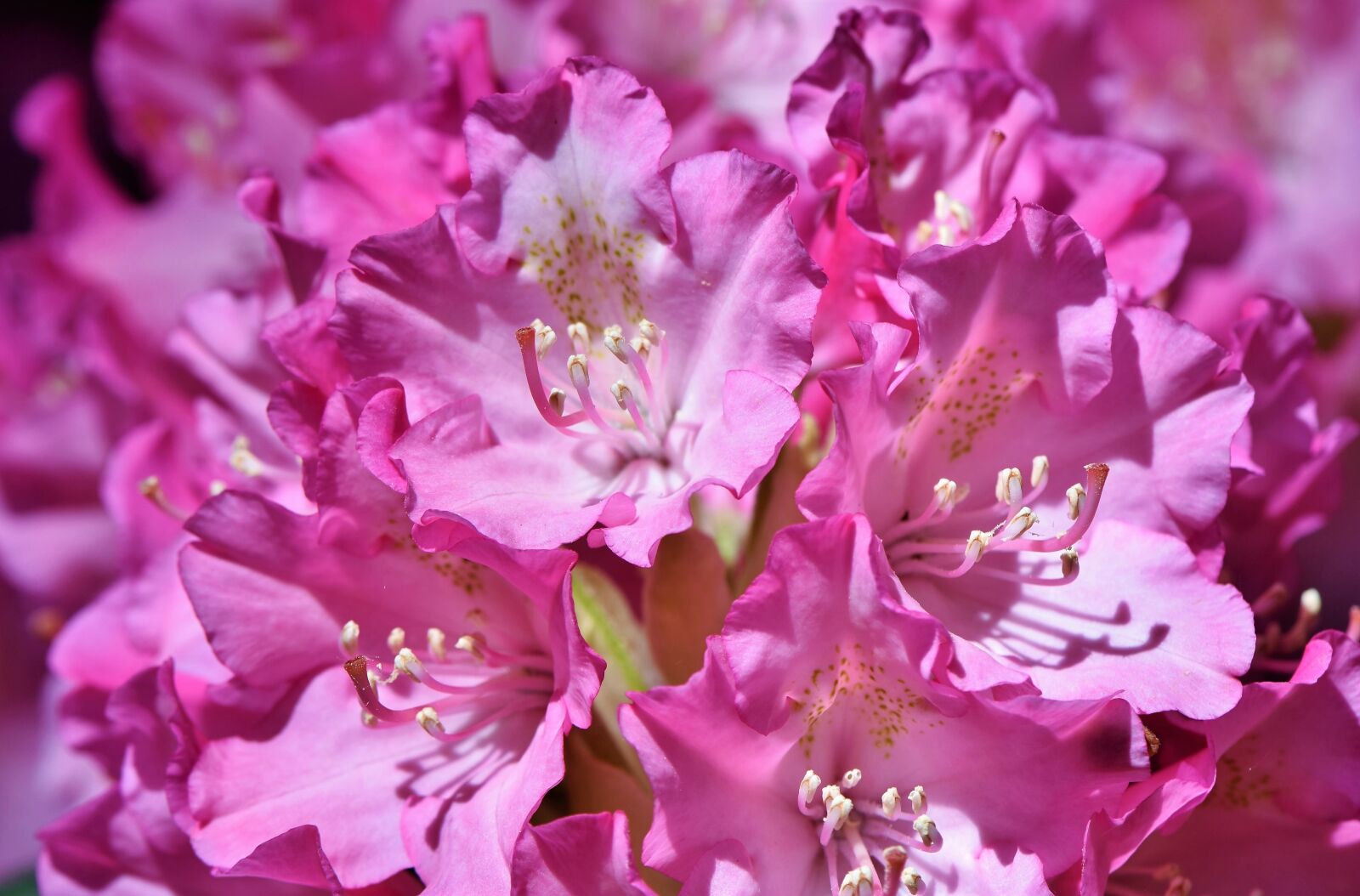 Nikon D7200 sample photo. Rhododendron, rhododendron buds, rhododendron photography