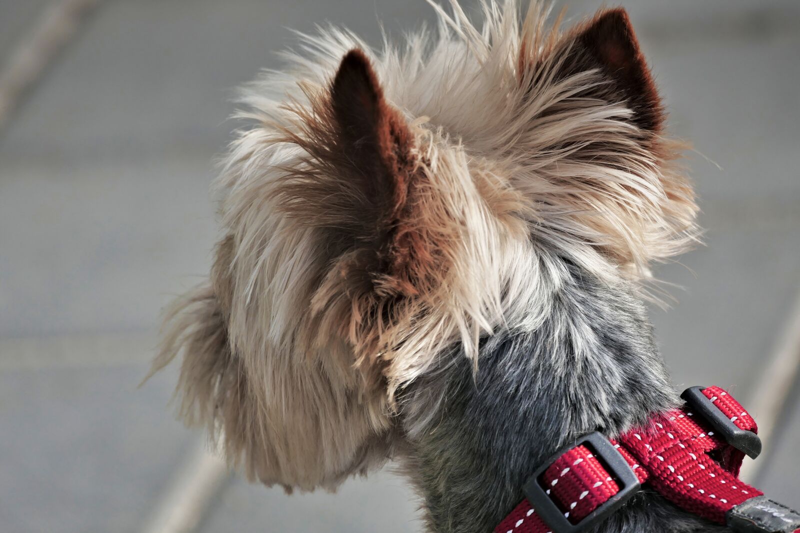 Panasonic Lumix DMC-FZ1000 sample photo. Brown dog, dog, pure-breed photography