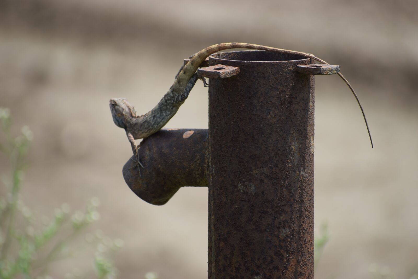 Nikon D5300 sample photo. Nature, outdoors, wildlife photography
