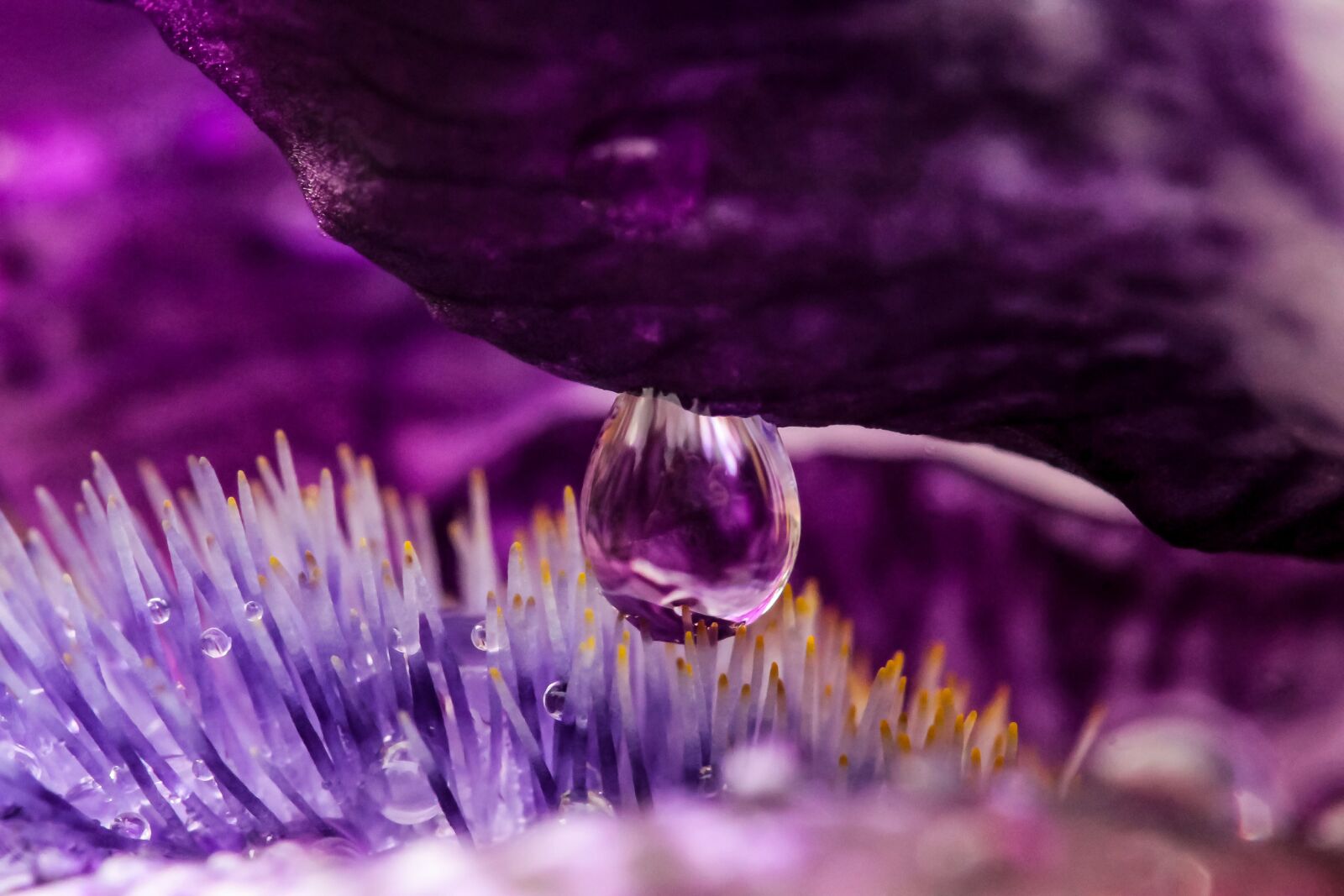 Canon EF-S 60mm F2.8 Macro USM sample photo. Drop, just add water photography