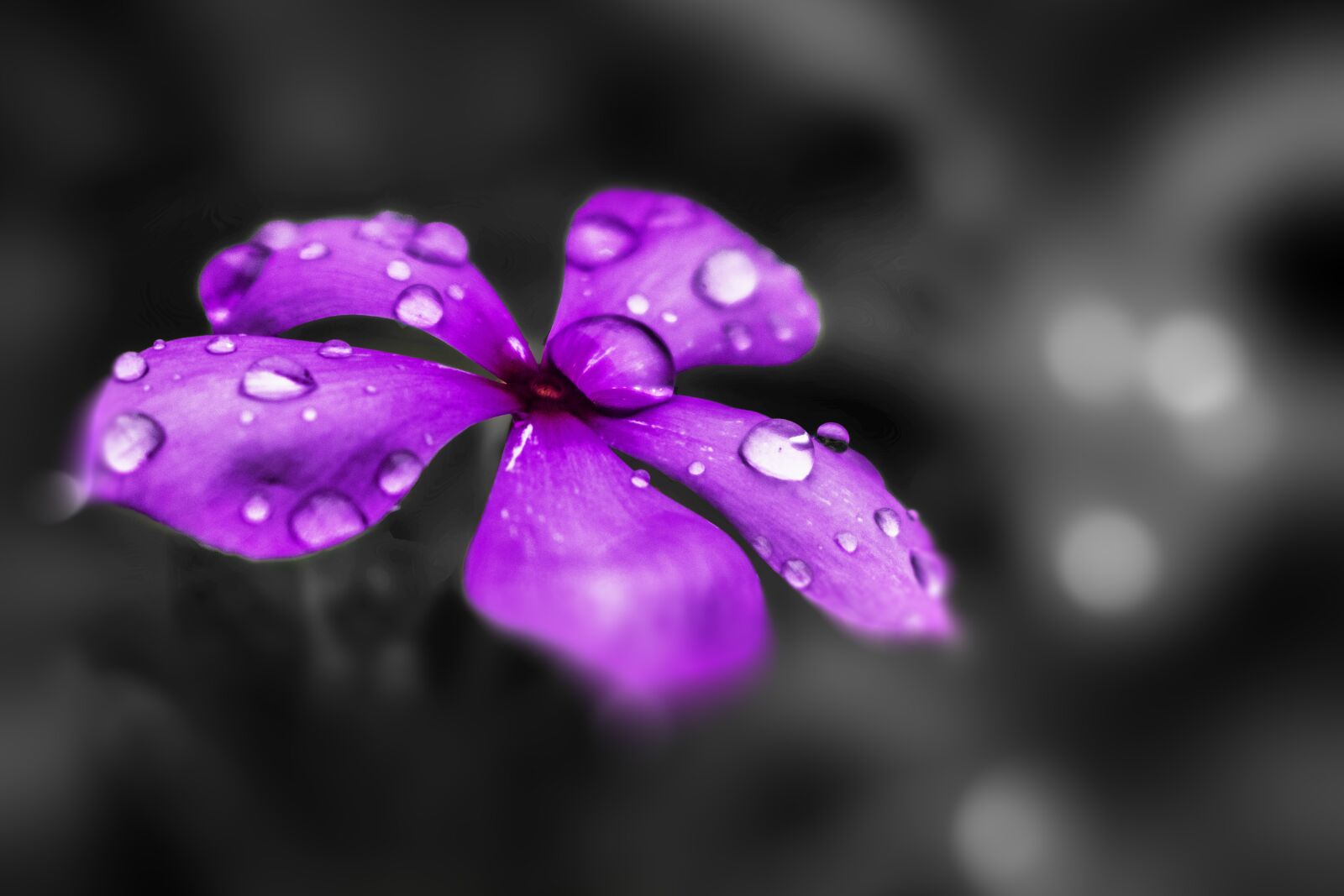 Nikon D3300 sample photo. Flower, purple, purple flowers photography