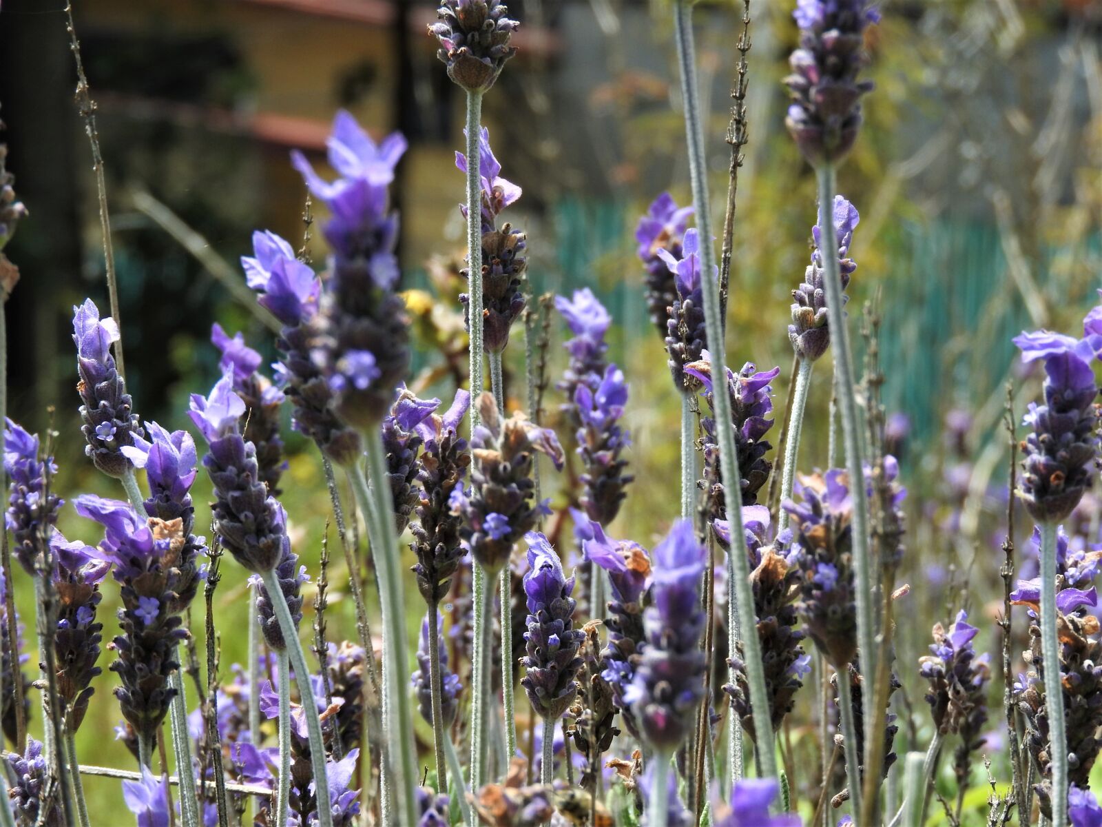 Nikon Coolpix P610 sample photo. Lavender, bee, flower photography