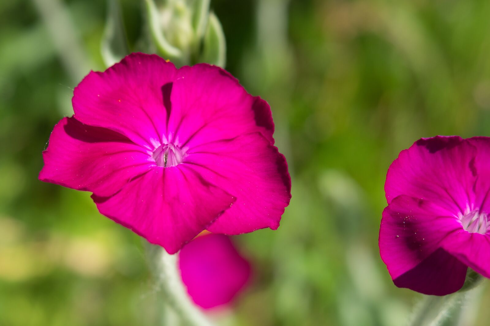 Canon PowerShot G3 X sample photo. Crowns campion, velvet elke photography
