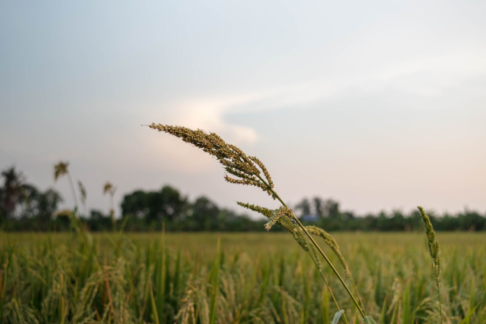 Nikon D5500 sample photo. Field, sky, cereal photography