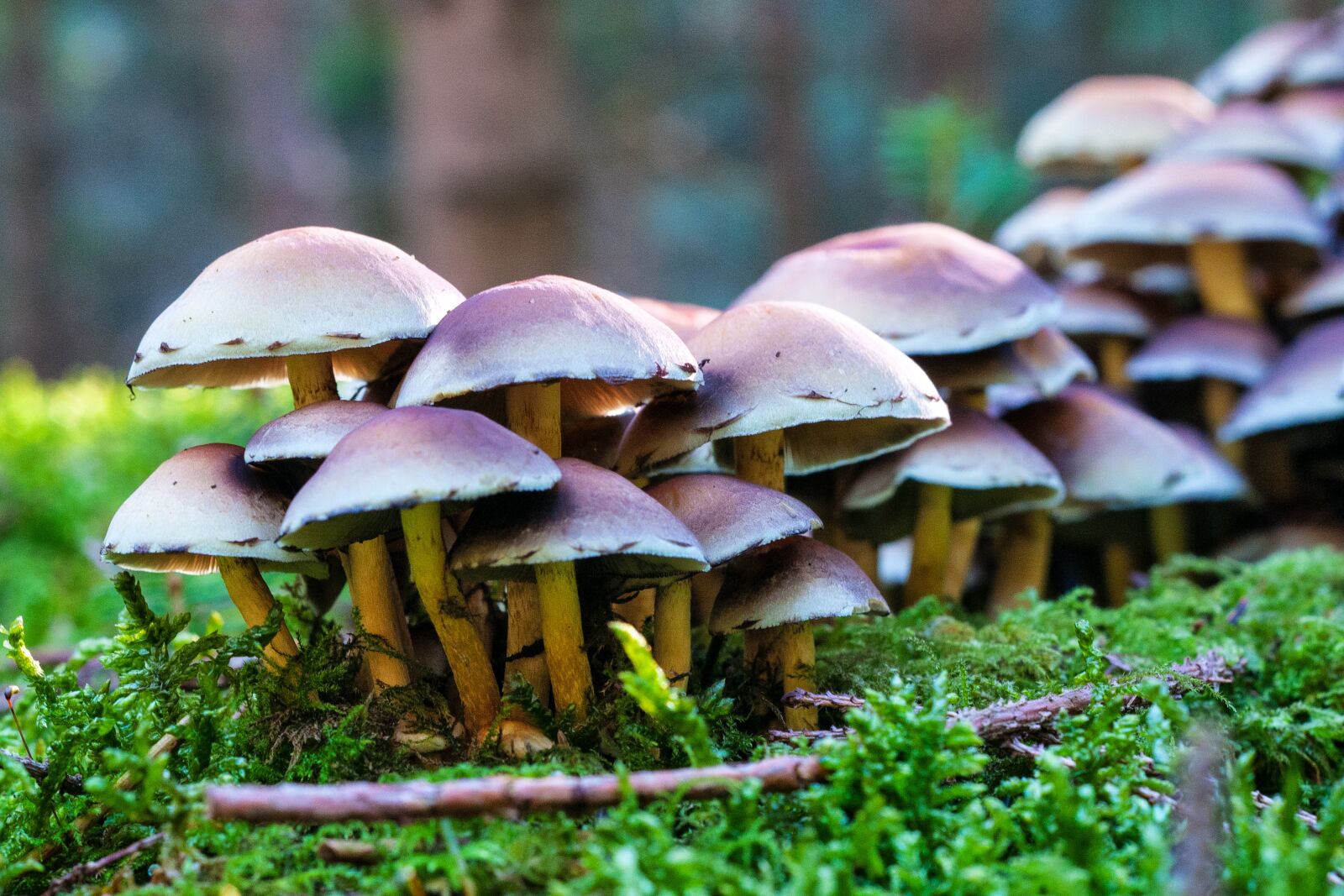 Nikon D300S sample photo. Forest, autumn, mushrooms photography
