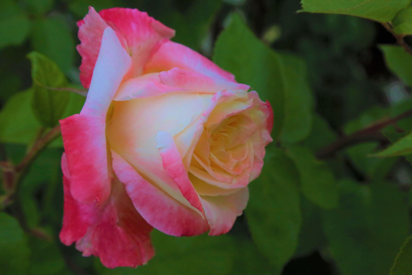 Canon EF 24-105mm F4L IS USM sample photo. Rose, nature, spring photography