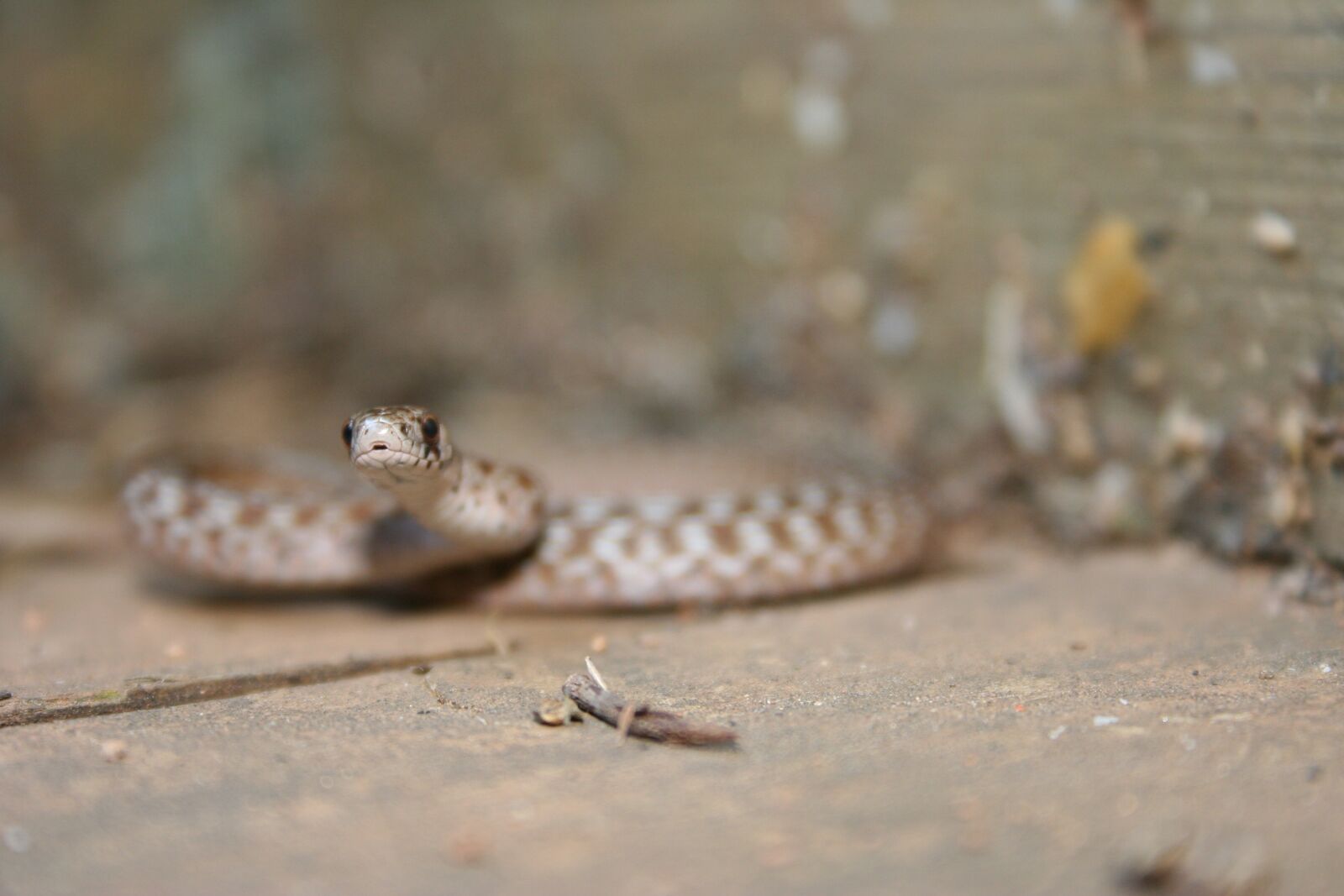 Canon EOS 350D (EOS Digital Rebel XT / EOS Kiss Digital N) sample photo. Snake, brown, reptile photography
