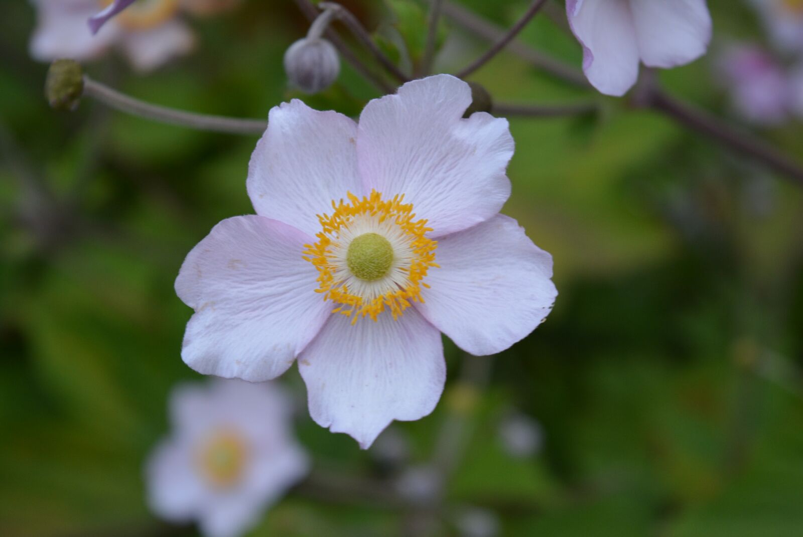 Nikon D5200 sample photo. Fall anemone, anemone, blossom photography