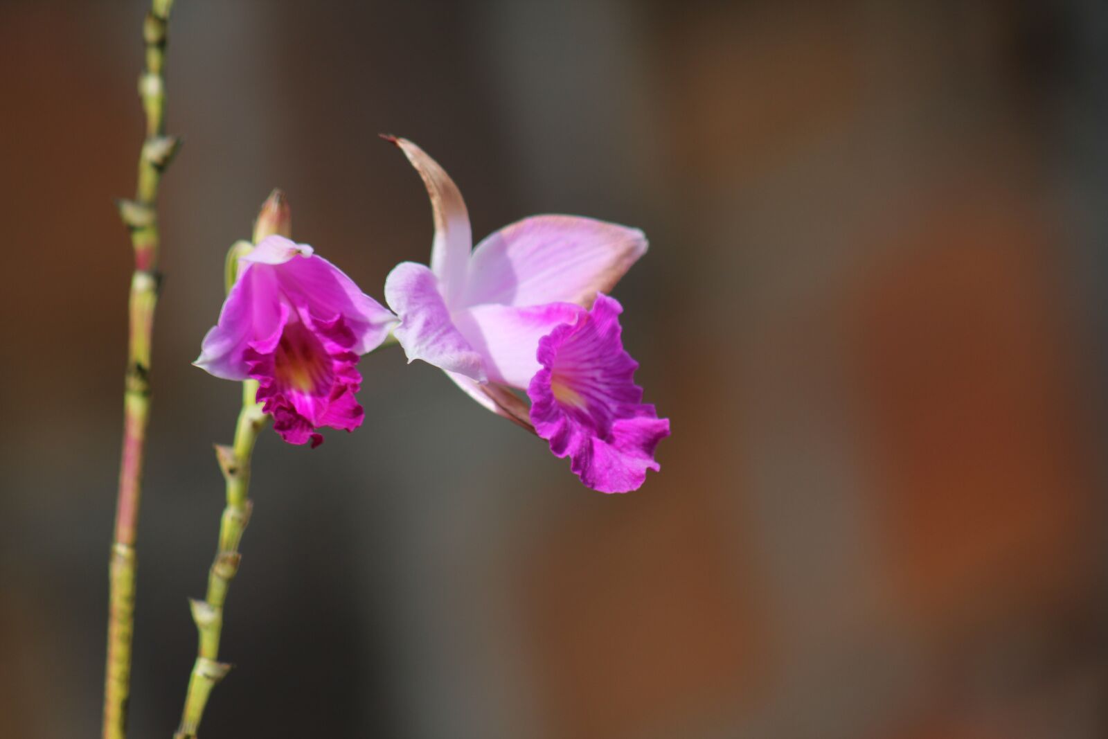 Canon EOS 550D (EOS Rebel T2i / EOS Kiss X4) sample photo. Flowers, orchid, feeling photography