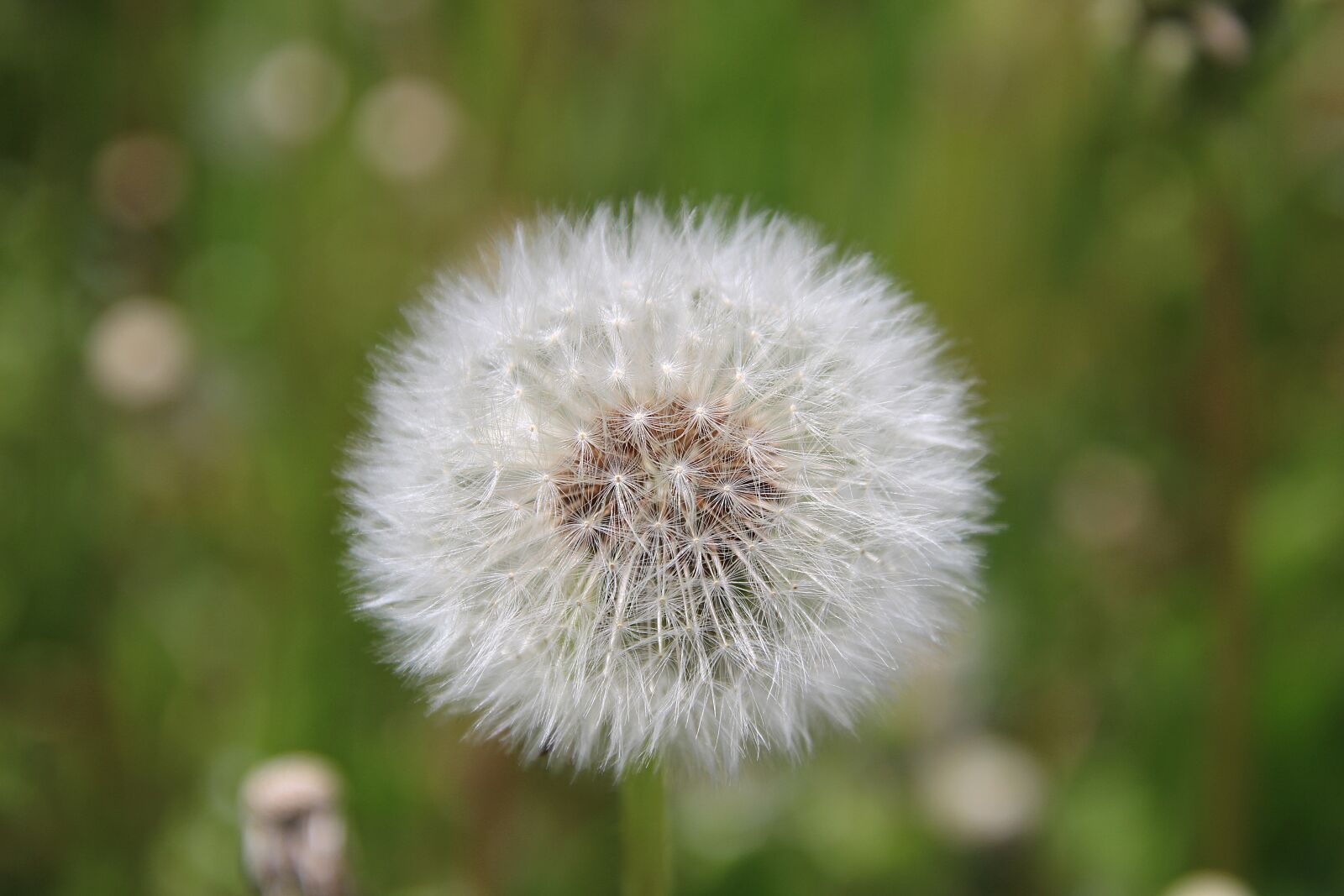Canon EOS 700D (EOS Rebel T5i / EOS Kiss X7i) sample photo. Dandelion, nature, plant photography