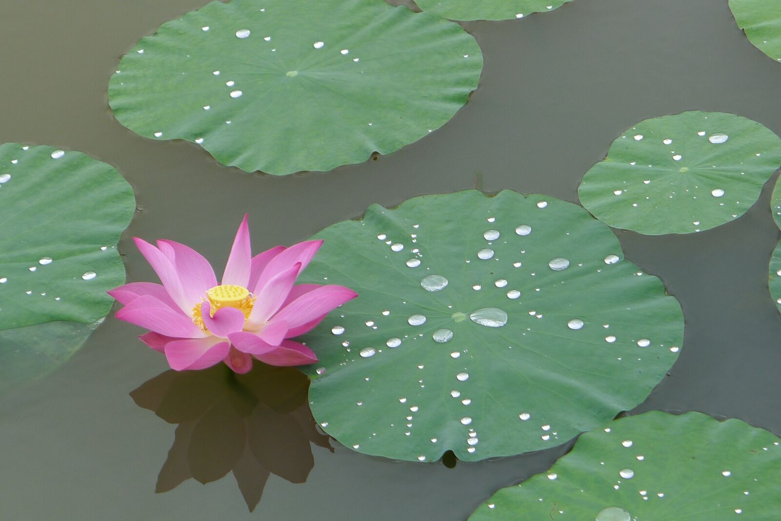 Panasonic Lumix DMC-LX5 sample photo. Lotus, pink lotus, flower photography