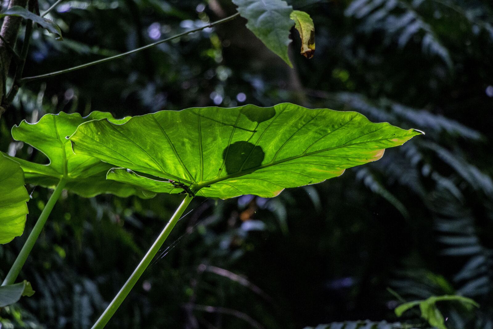 Canon EOS 700D (EOS Rebel T5i / EOS Kiss X7i) sample photo. Natural, summer, green photography