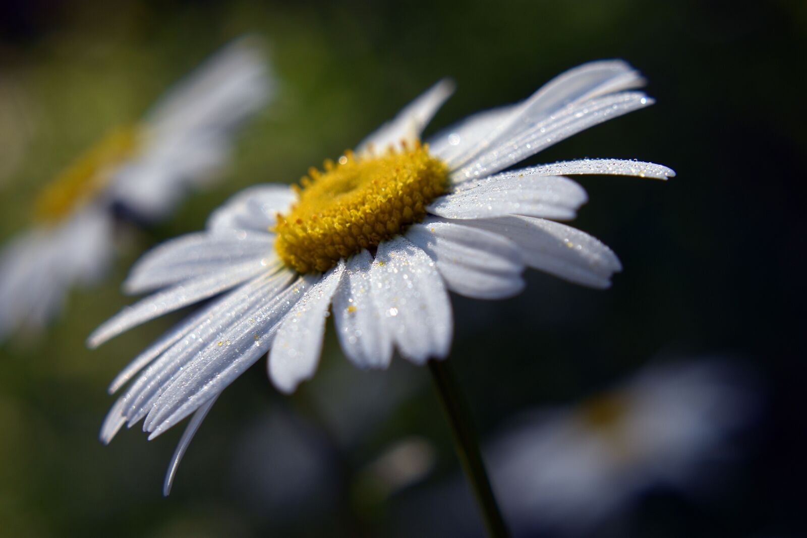 Nikon D3400 sample photo. Flower, flowers, spring photography