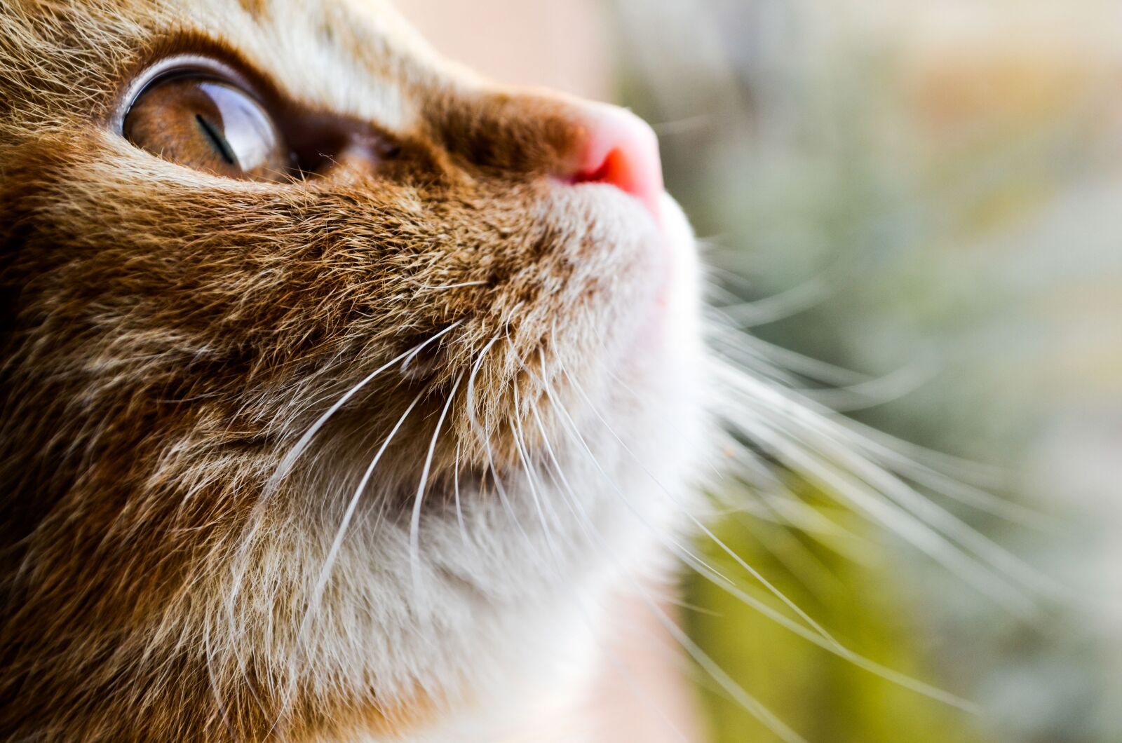 Nikon D5100 sample photo. Cat, animal, pet photography