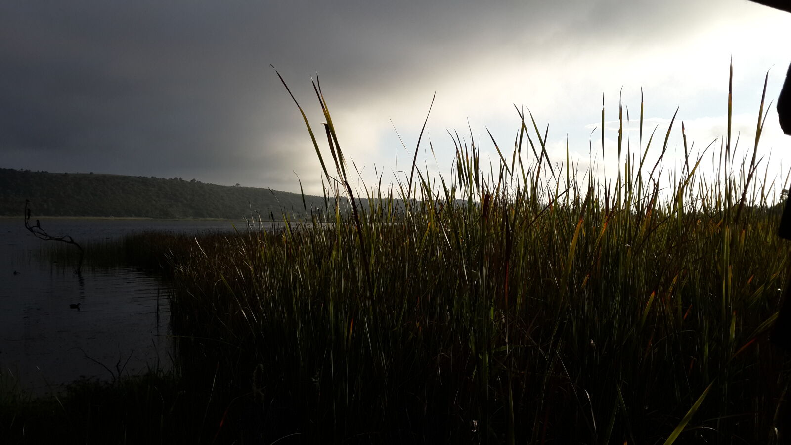 Samsung Galaxy S4 sample photo. Cloudy, lake, pond, reeds photography