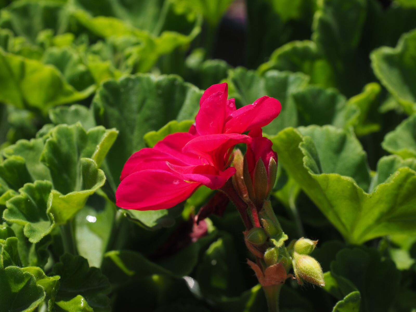 Olympus OM-D E-M1 + Olympus M.Zuiko Digital ED 12-40mm F2.8 Pro sample photo. Geranium, blossom, bloom photography