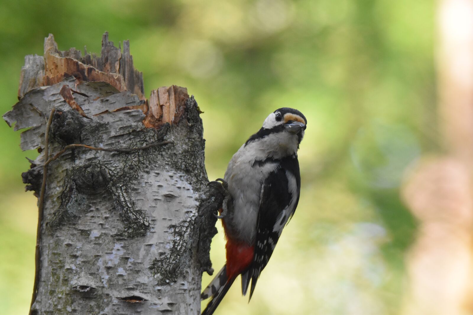 Nikon D5600 sample photo. Woodpecker, bird, animal photography