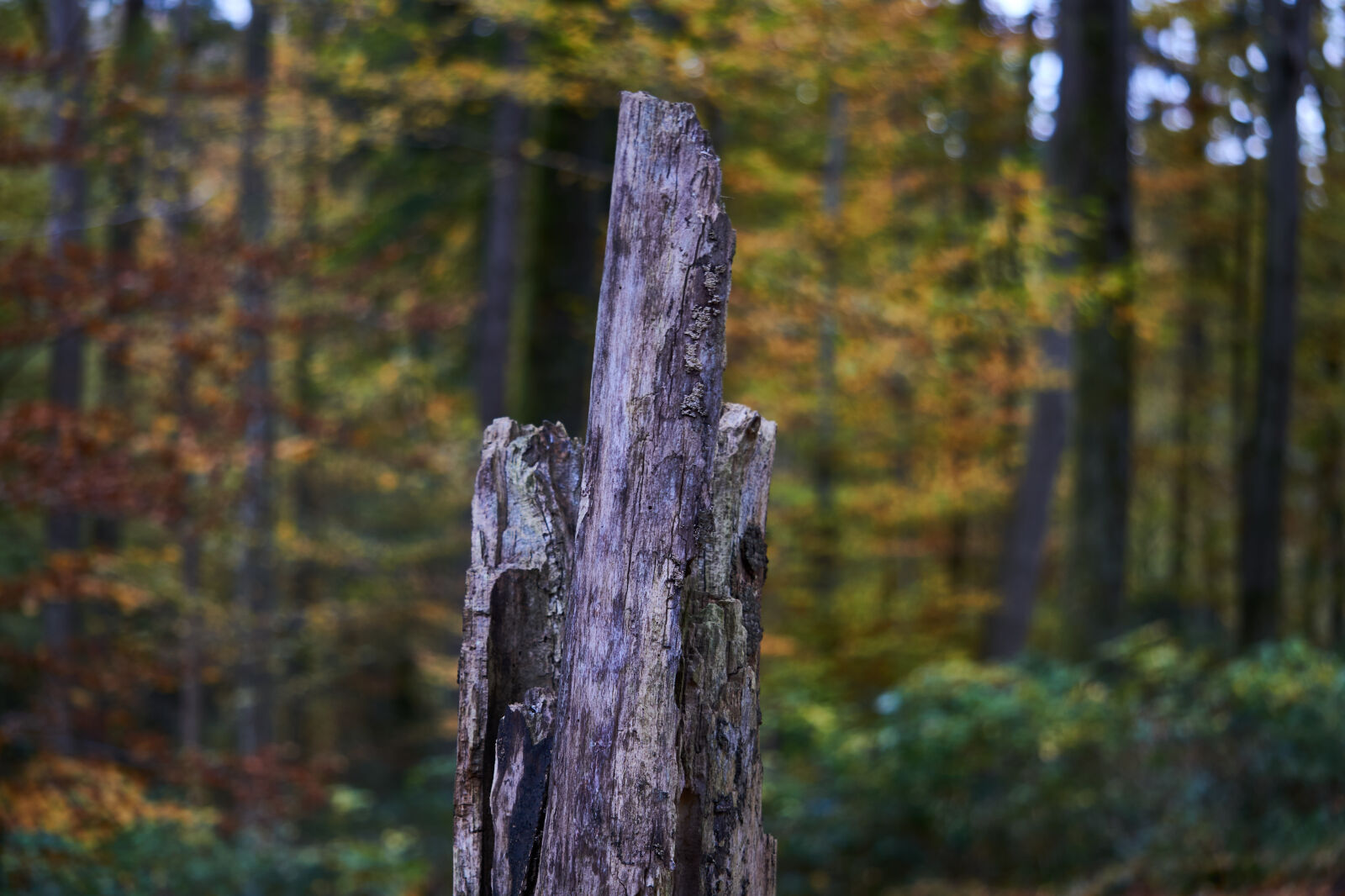 Sony E 55-210mm F4.5-6.3 OSS sample photo. Autumn, leaves, tree, tree photography