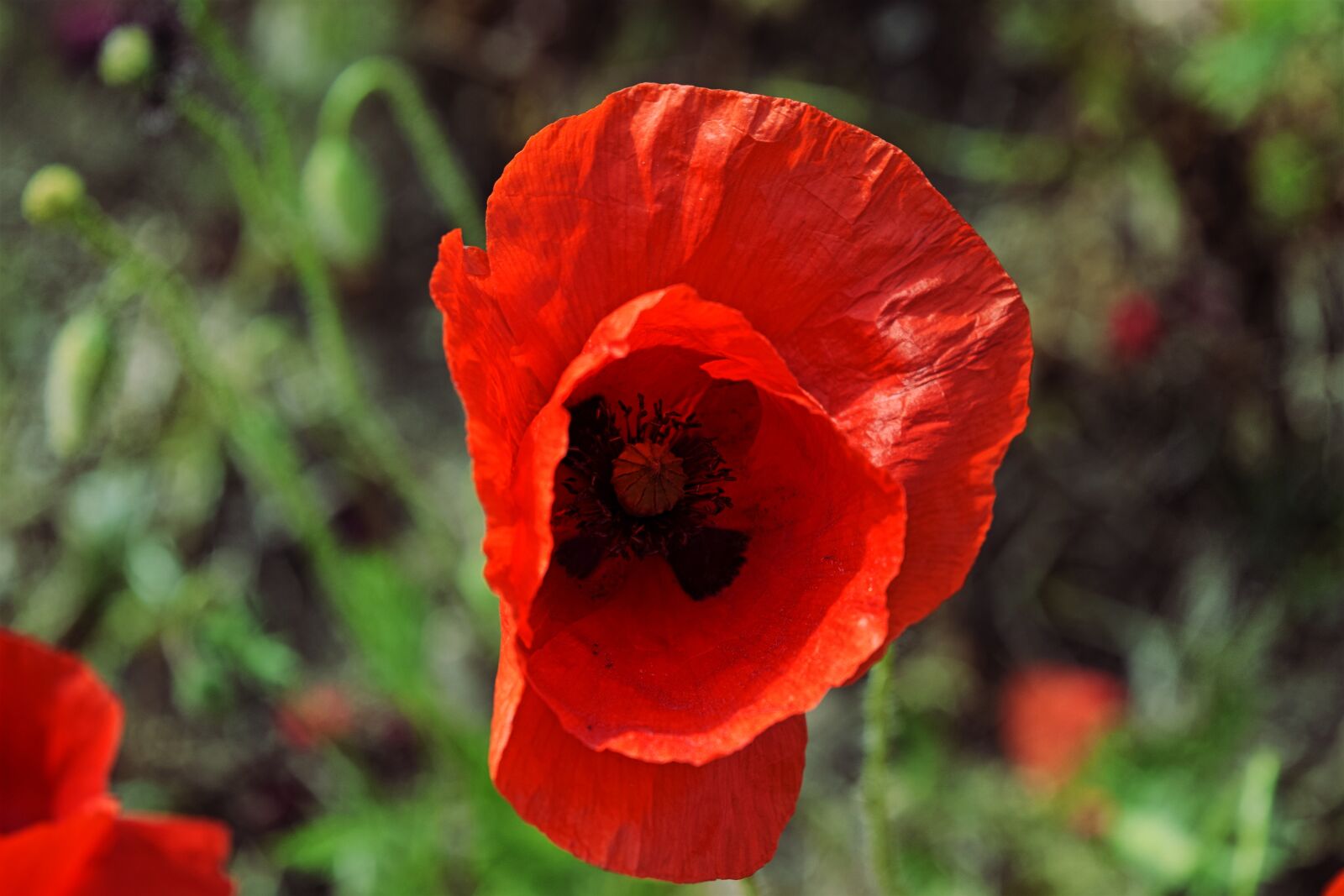 Nikon D3300 sample photo. Poppy, garden, prato photography