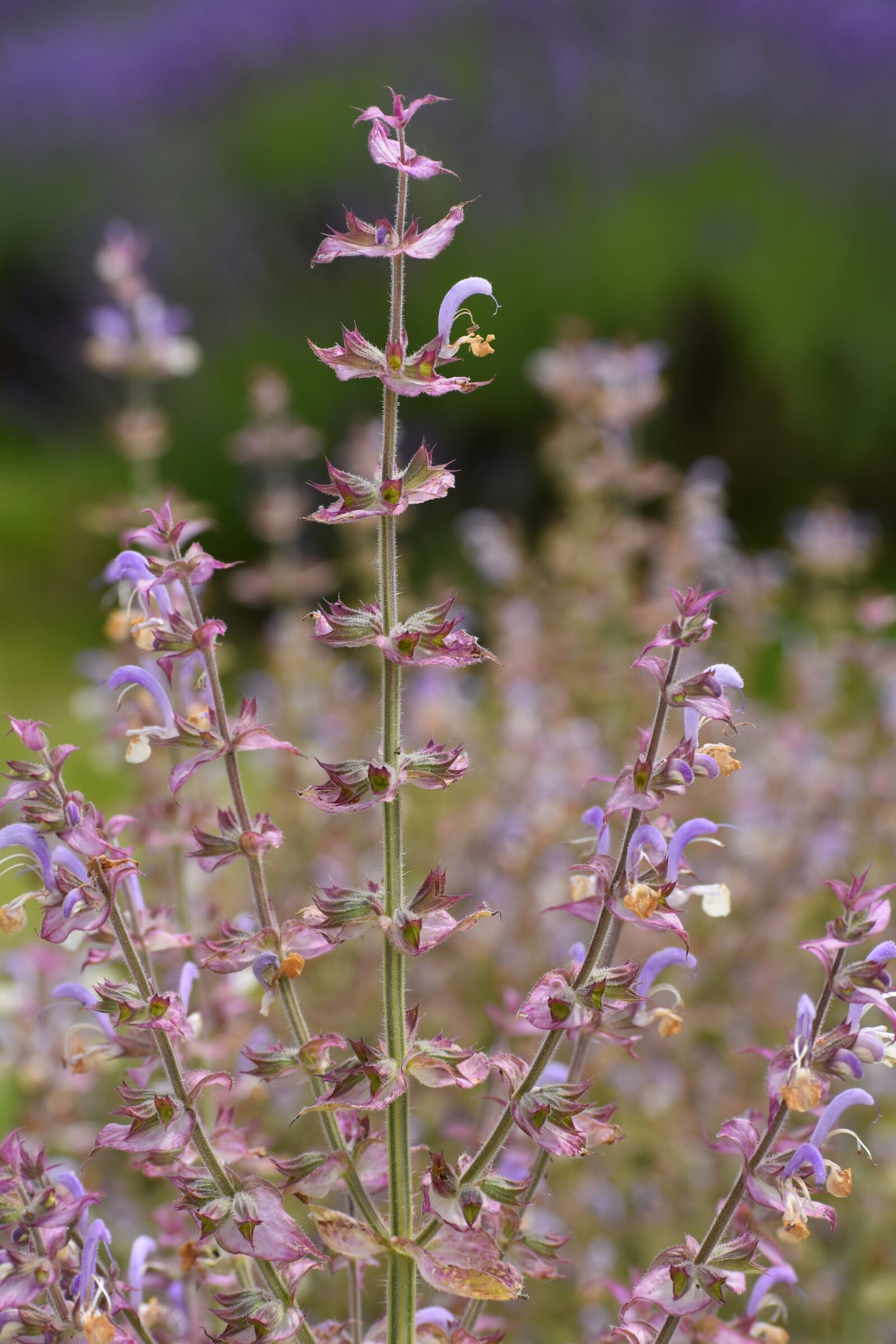 Nikon D3500 sample photo. Flowers, spring, flora photography