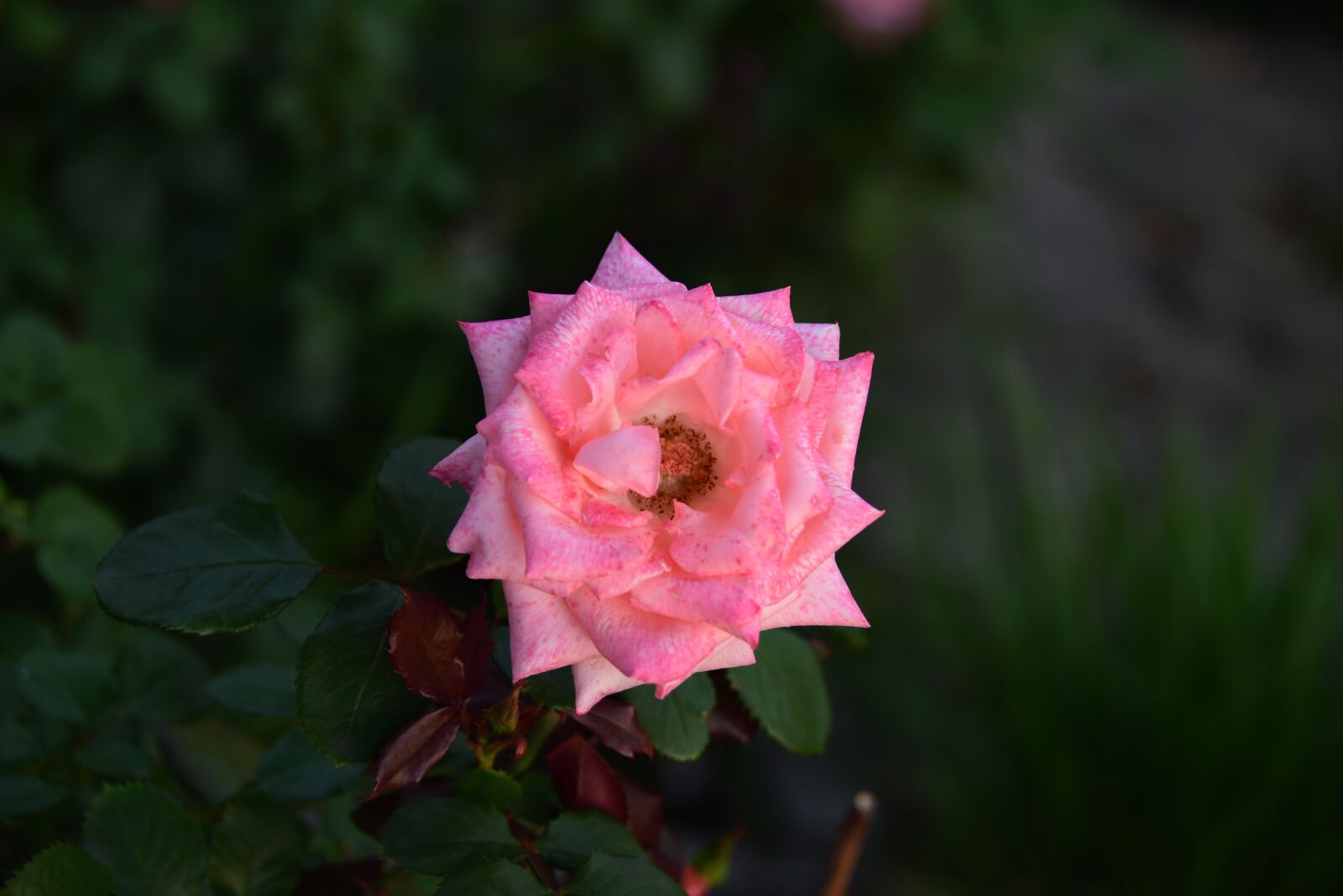 Nikon D810 sample photo. Korea, korea's summer, flower photography