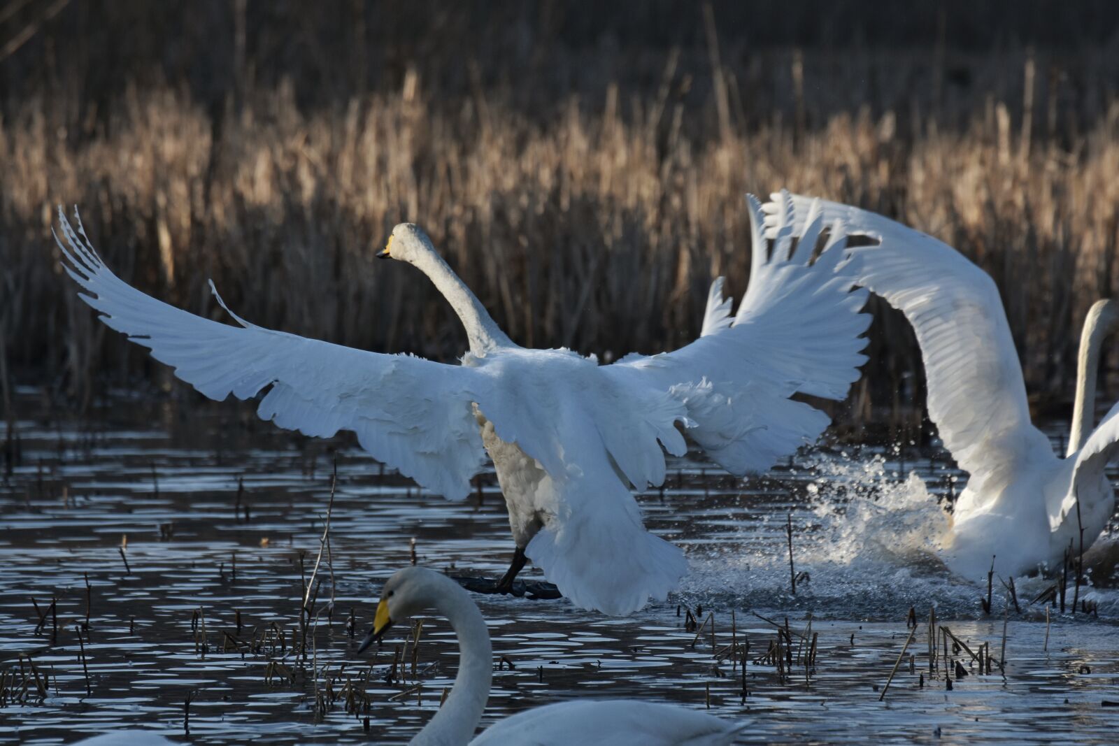 Nikon D7200 sample photo. Animal, lake, waterside photography