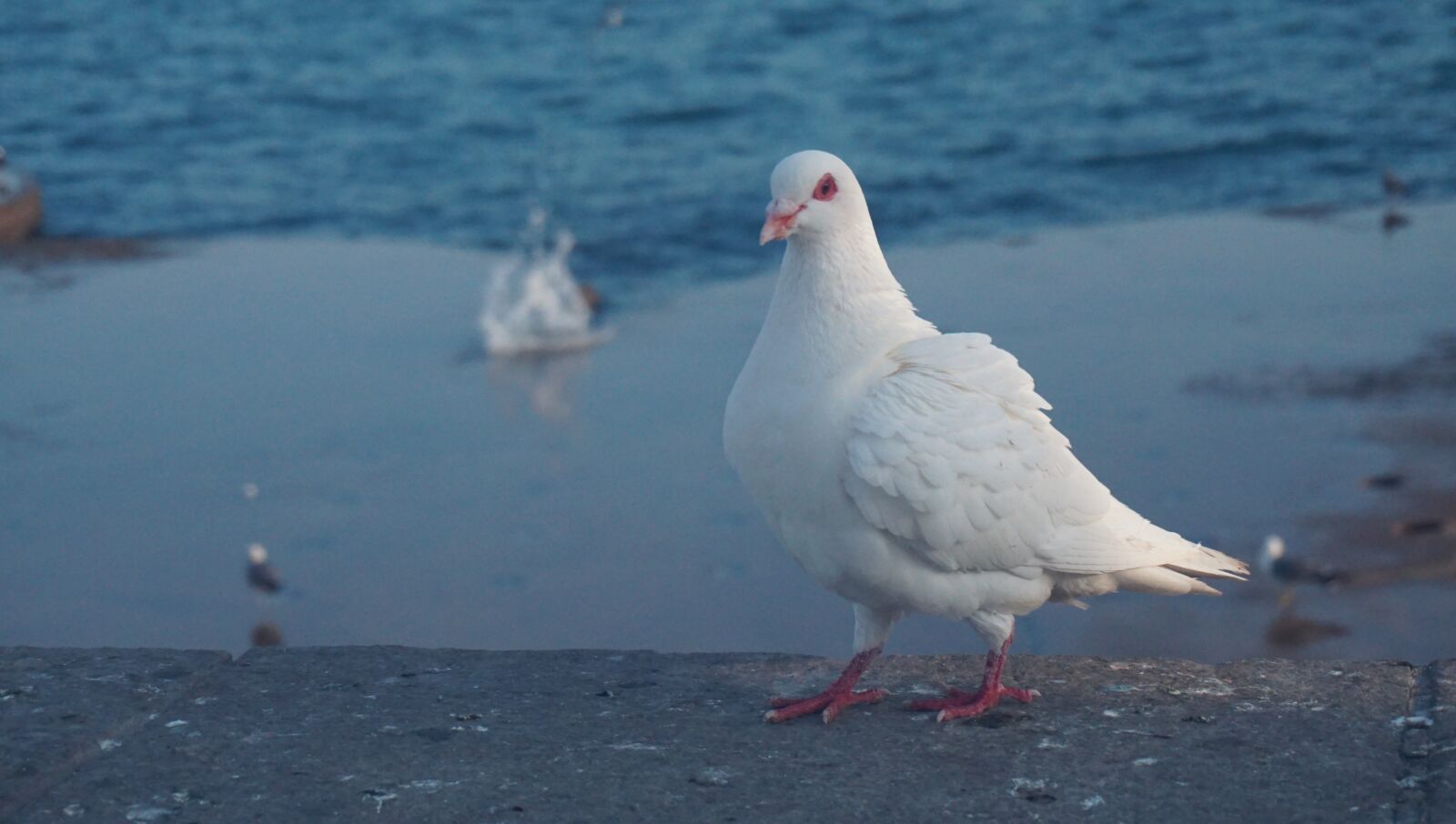 Sony a6000 sample photo. Dove, beach, park photography