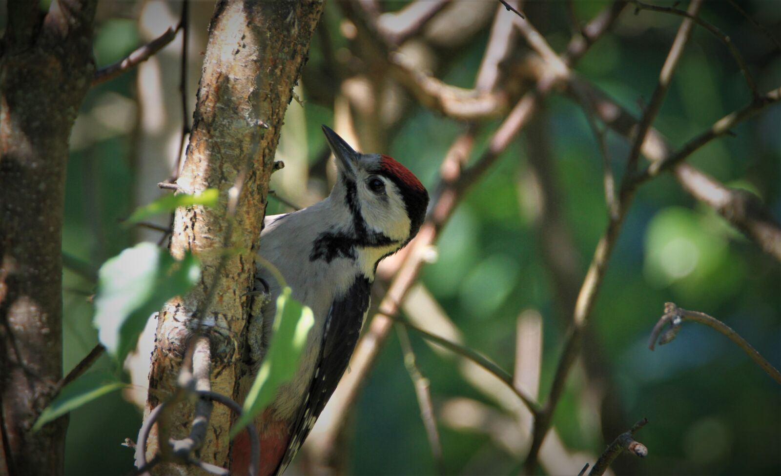 Canon EOS 7D + Tamron SP 150-600mm F5-6.3 Di VC USD sample photo. Great spotted woodpecker, young photography