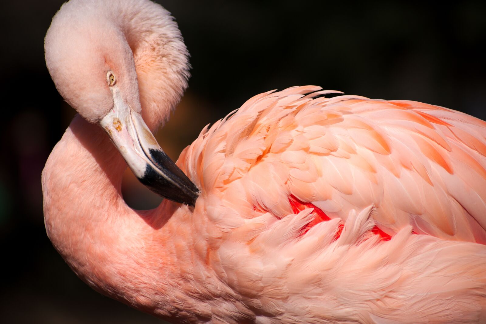 Nikon D5300 sample photo. Flamingo, pink, bird photography