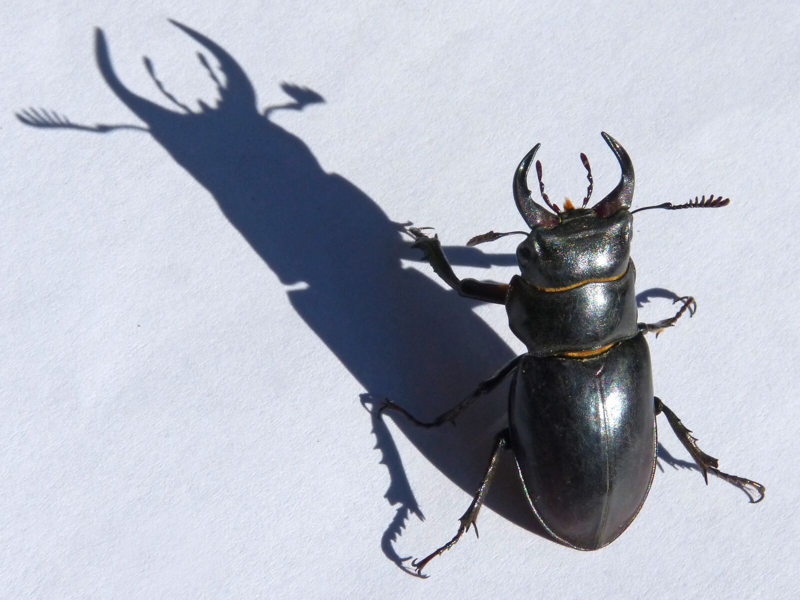 Panasonic DMC-FZ62 sample photo. Beetle, lucanus cervus, stag-beetle photography