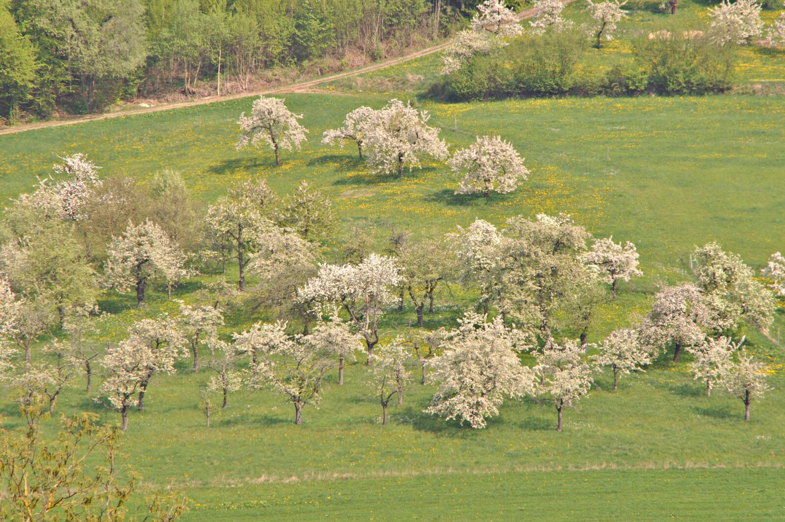 Nikon D5000 sample photo. Franconian switzerland, cherry blossom photography