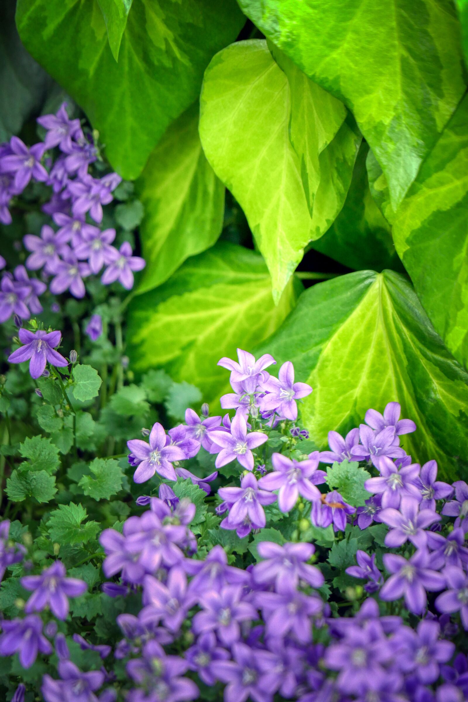 Panasonic Lumix DMC-GX8 sample photo. Ivy, plant, climber plant photography