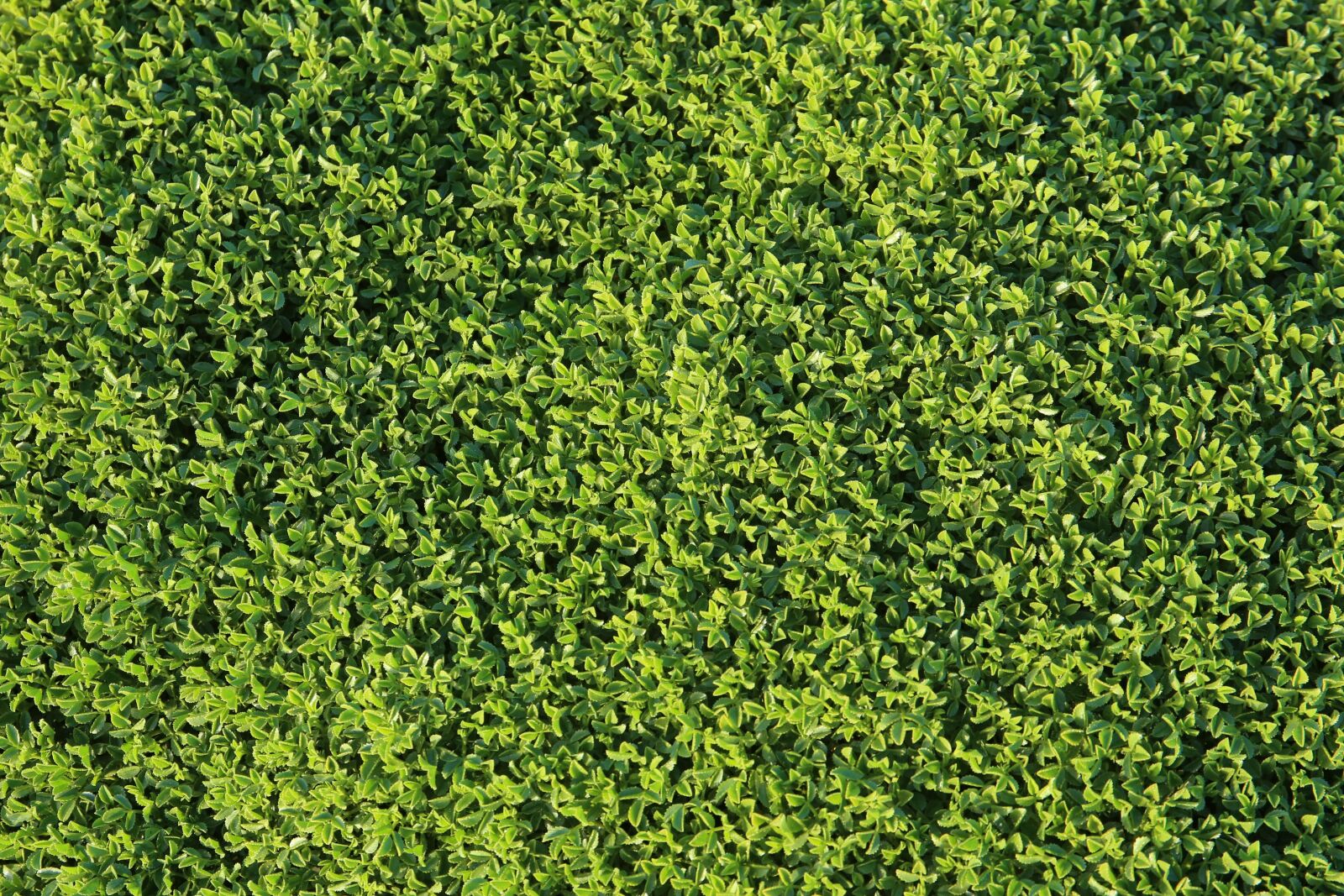 Canon EF 24-70mm F4L IS USM sample photo. Green, background, backgrounds photography