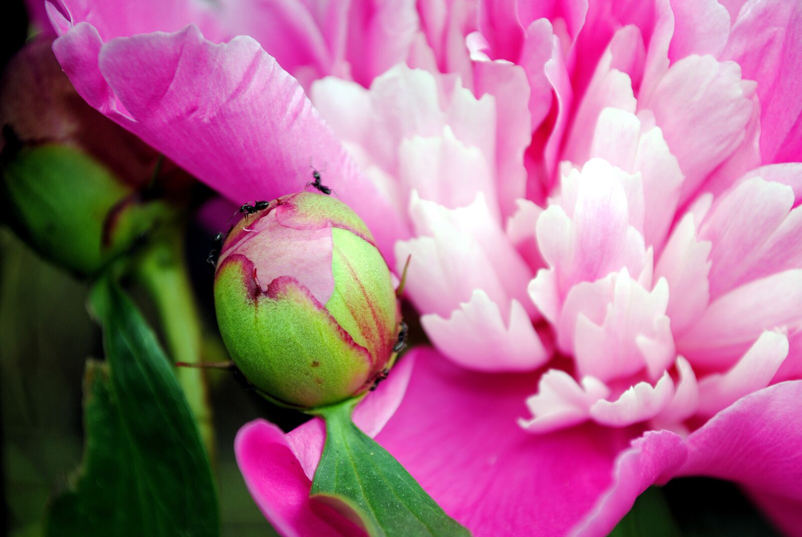 Nikon D3000 sample photo. Herson city, peony close-up photography