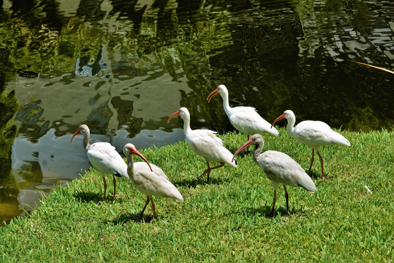 Nikon D7100 sample photo. Birds, ibis, white ibis photography