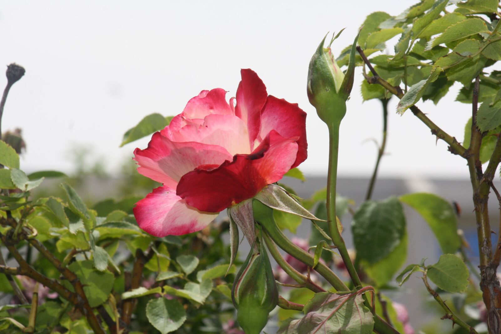 Canon EOS 1000D (EOS Digital Rebel XS / EOS Kiss F) sample photo. Nature, flower, plant photography