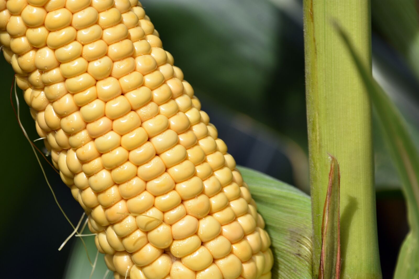 Nikon D3400 sample photo. Corn, grains, field photography