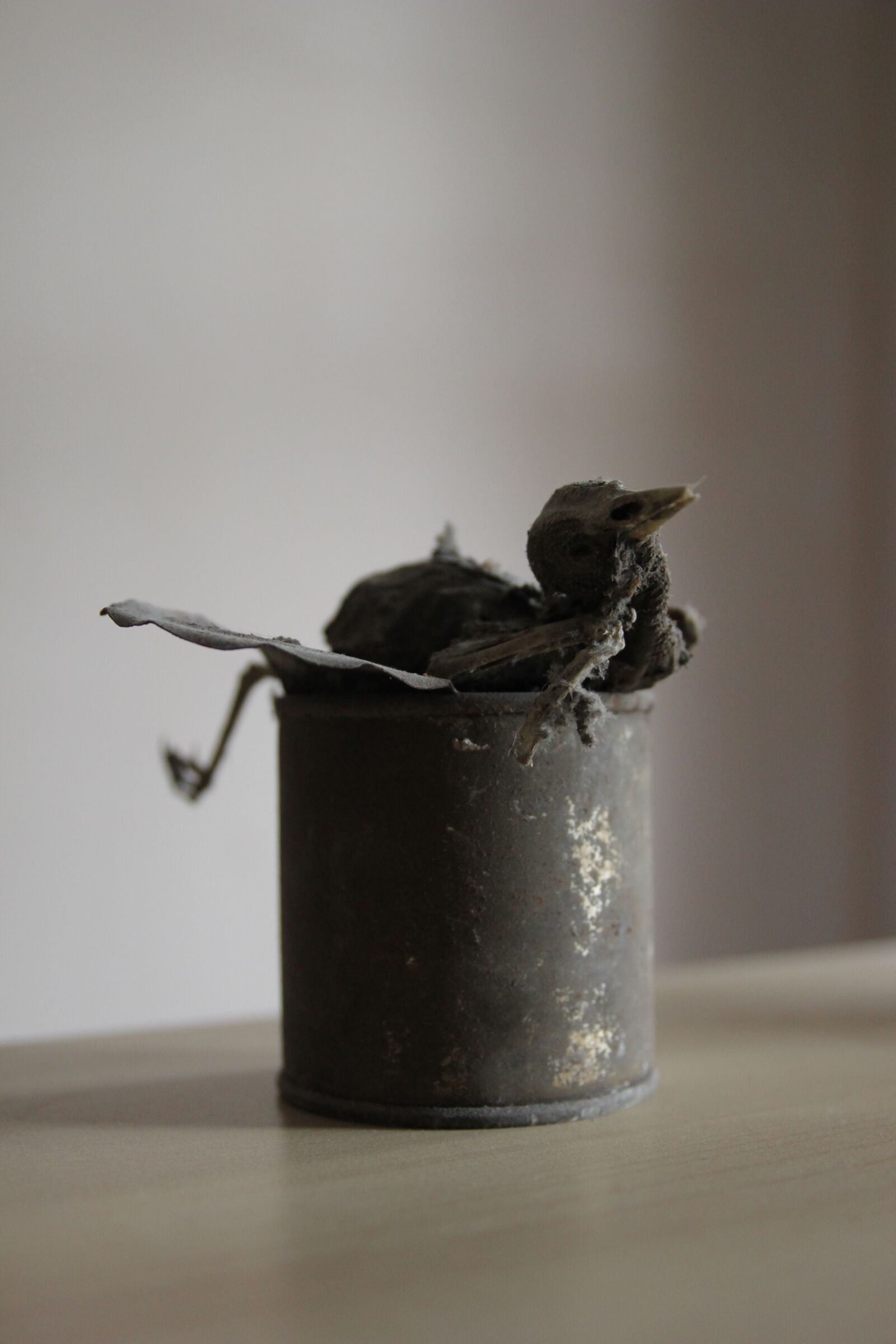 Canon EOS 550D (EOS Rebel T2i / EOS Kiss X4) sample photo. Dead, bird, can photography