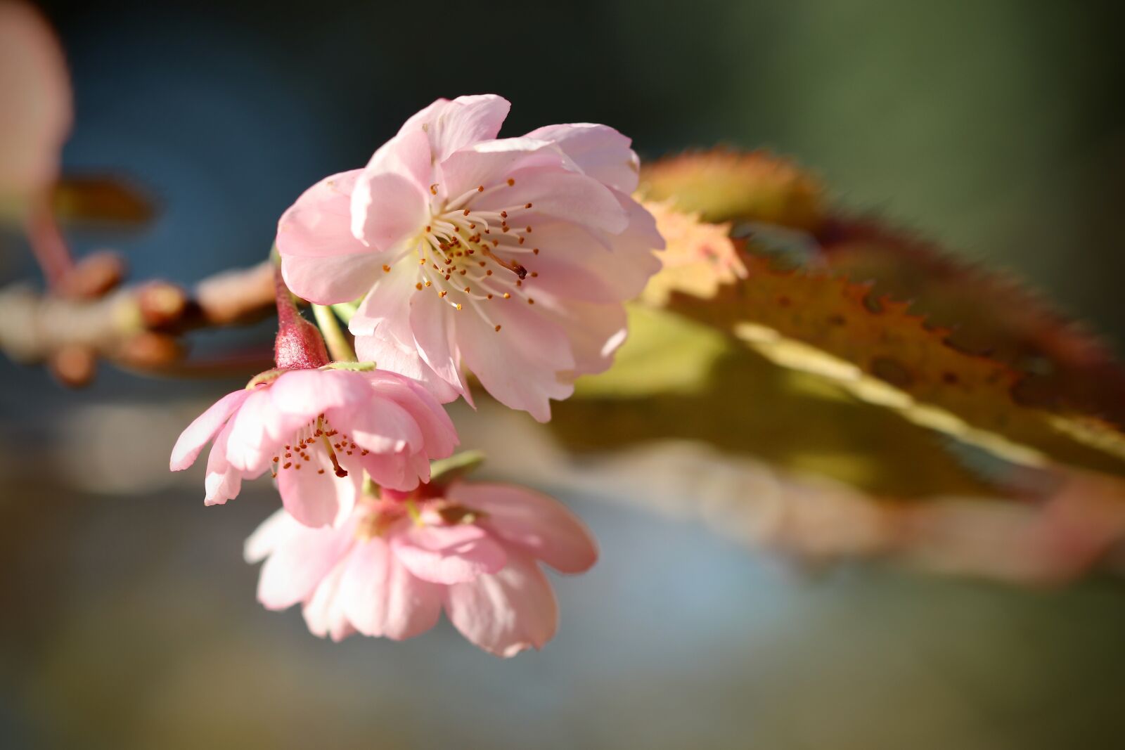 Canon EOS 800D (EOS Rebel T7i / EOS Kiss X9i) sample photo. Almond blossom, flowers, pink photography